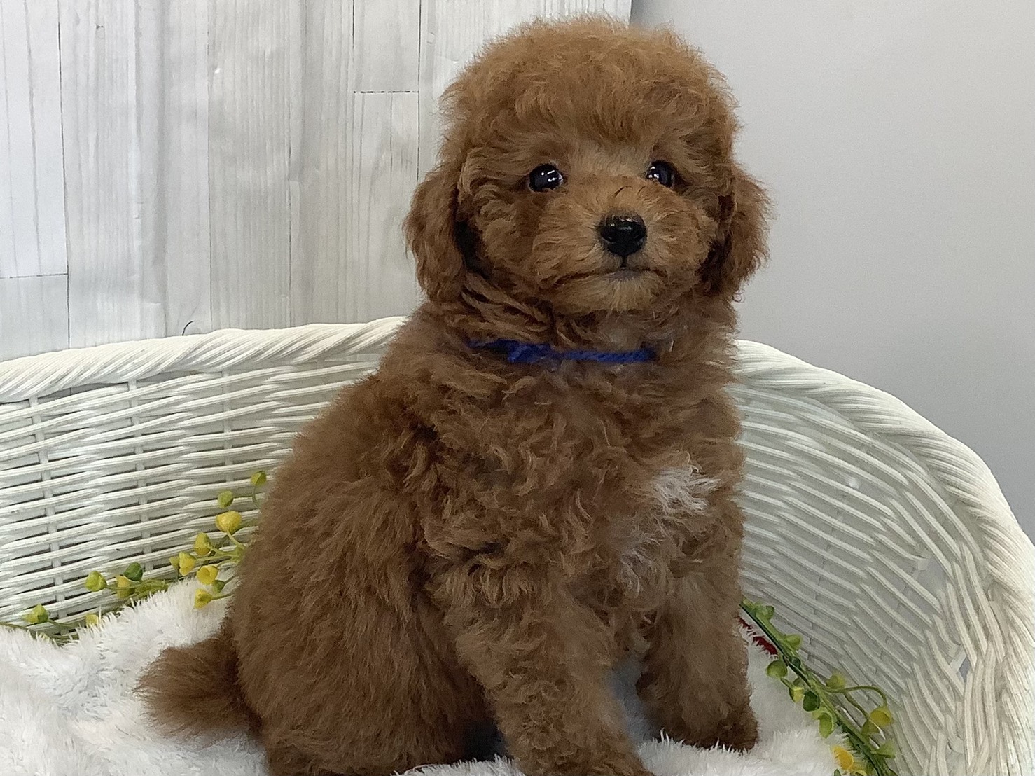 広島県のトイプードル(トイ) (マルエスペット広島段原ショッピングセンター店/2026年3月1日生まれ/男の子/レッドフォーン)の子犬の2枚目の画像