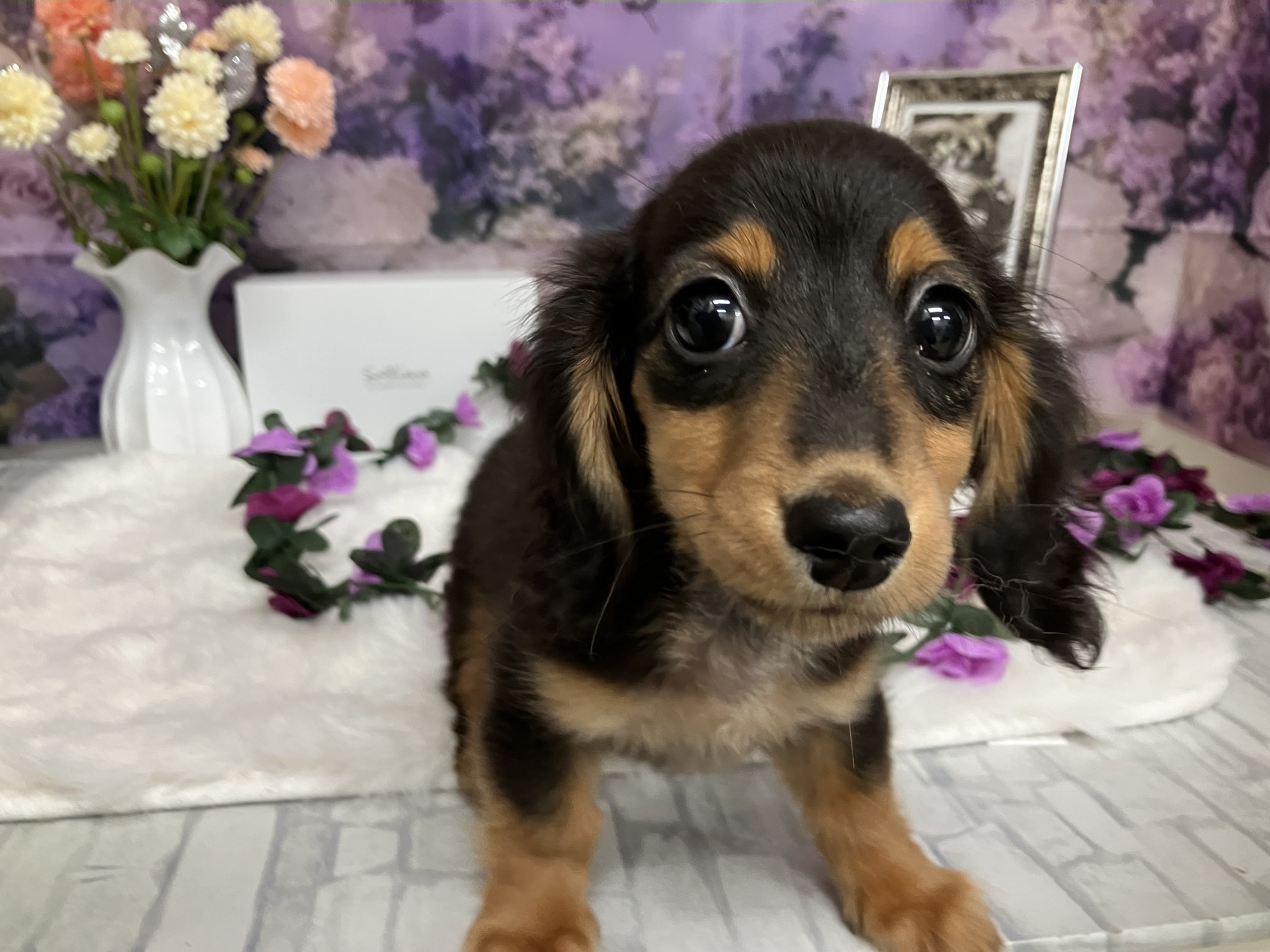 静岡県のカニンヘンダックスフンド(ロング) (マルエスペットホームアシスト店/2026年1月11日生まれ/男の子/ブラックタン)の子犬の4枚目の画像