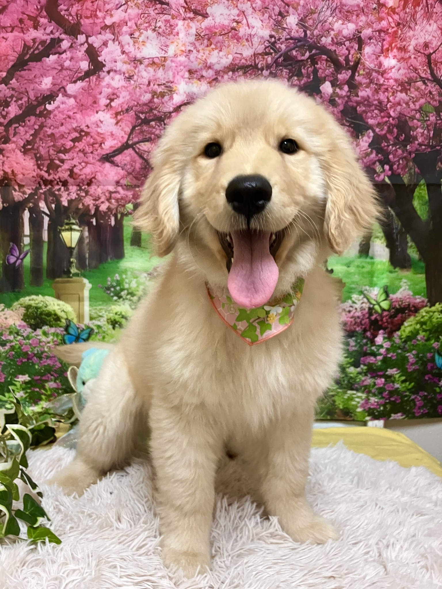 静岡県のゴールデンレトリバー (マルエスペット富士店/2025年12月27日生まれ/女の子/ゴールデン)の子犬の4枚目の画像