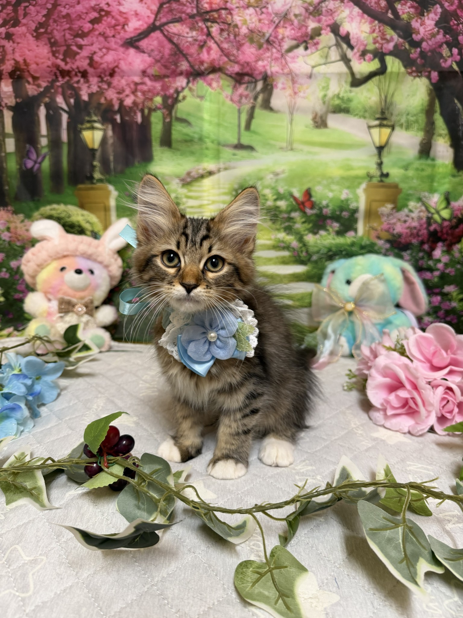 静岡県のサイベリアン (マルエスペット富士店/2026年2月7日生まれ/男の子/ブラウンタビー)の子猫の4枚目の画像
