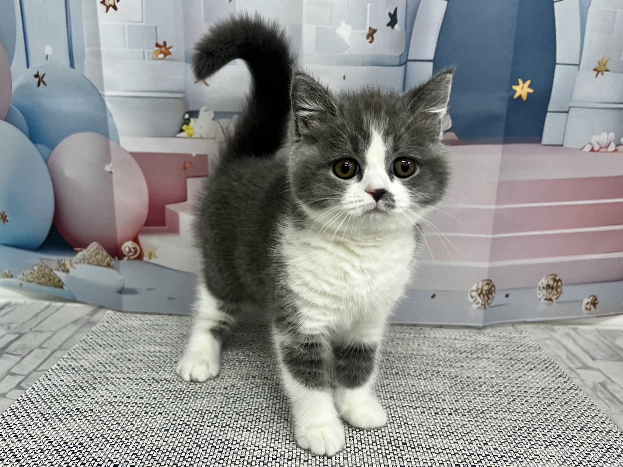 千葉県のブリティッシュショートヘアー (マルエスペット千鳥町店/2026年1月19日生まれ/女の子/ブルーホワイト)の子猫の3枚目の画像