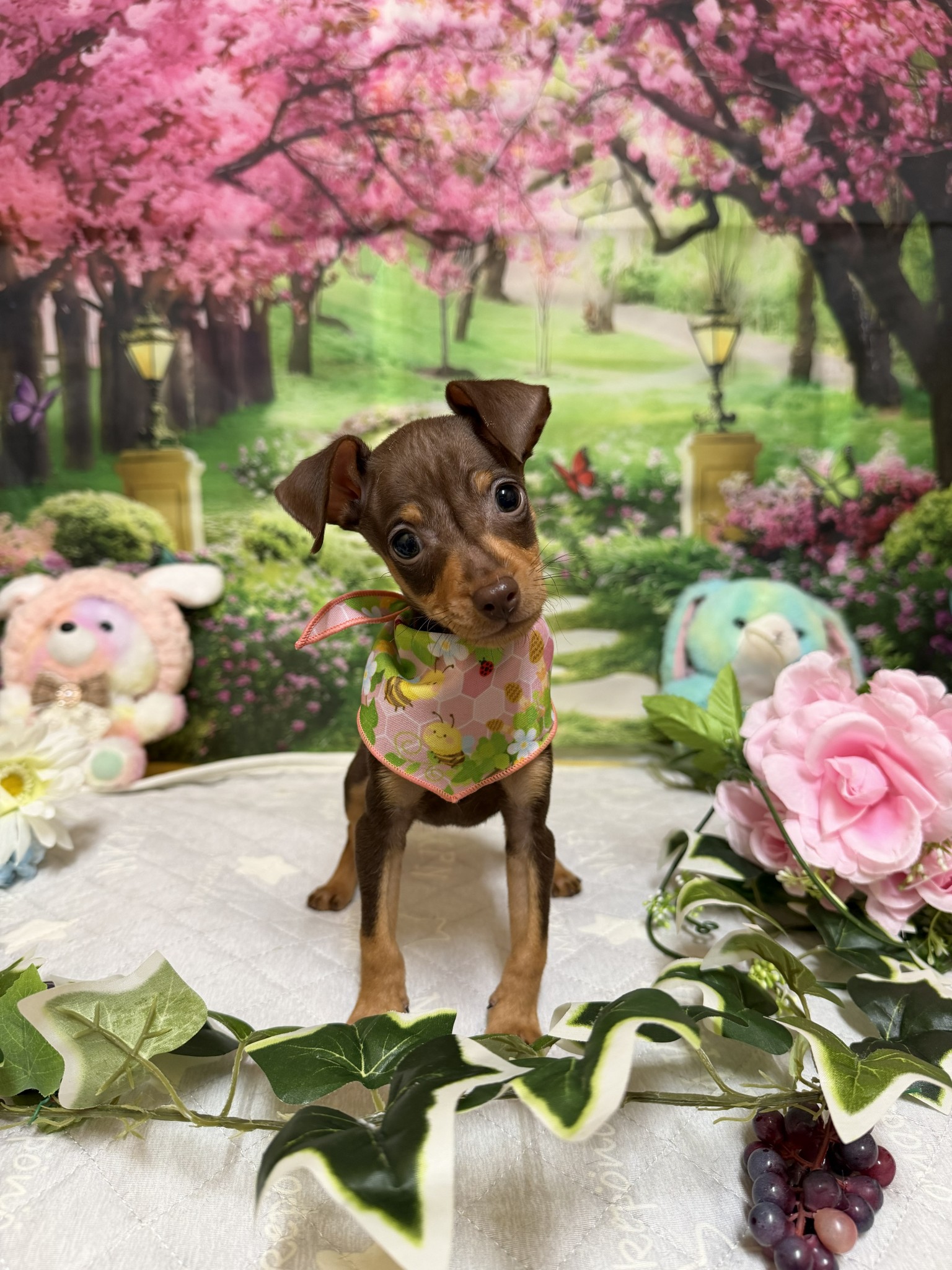 静岡県のミニチュアピンシャー (マルエスペット富士店/2026年2月15日生まれ/女の子/チョコレートタン)の子犬の4枚目の画像