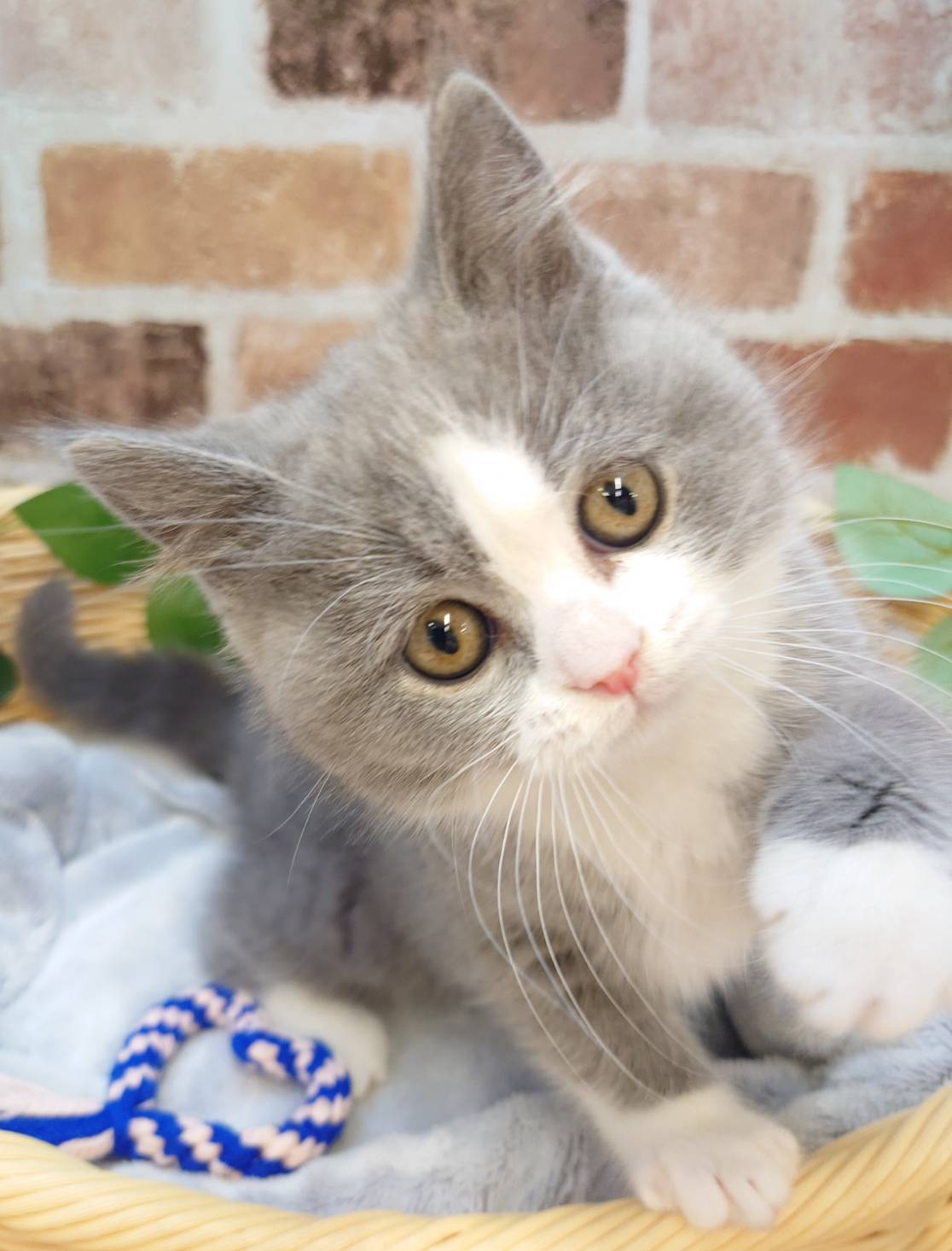 広島県のブリティッシュショートヘアー (マルエスペット広島段原ショッピングセンター店/2026年1月19日生まれ/女の子/ブルーホワイト)の子猫の1枚目の画像