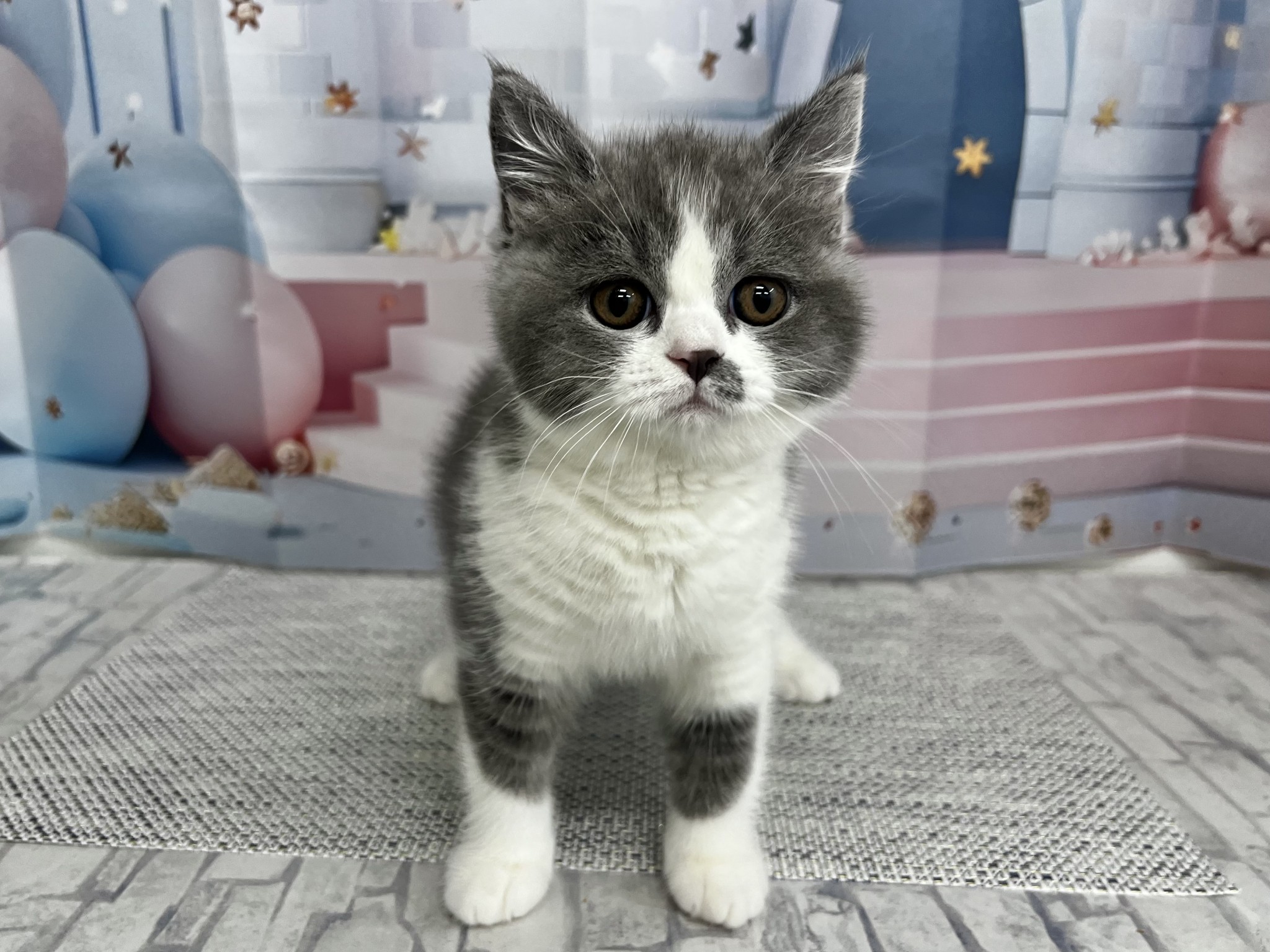 千葉県のブリティッシュショートヘアー (マルエスペット千鳥町店/2026年1月19日生まれ/女の子/ブルーホワイト)の子猫の1枚目の画像