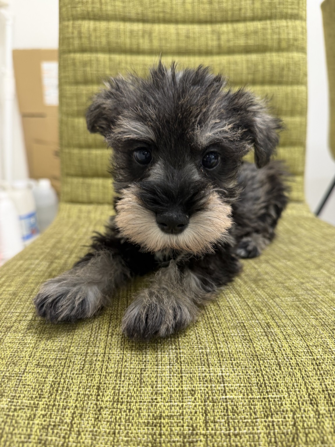 静岡県のミニチュアシュナウザー (マルエスペット富士見台店/2026年2月2日生まれ/女の子/ソルトペッパー)の子犬の4枚目の画像