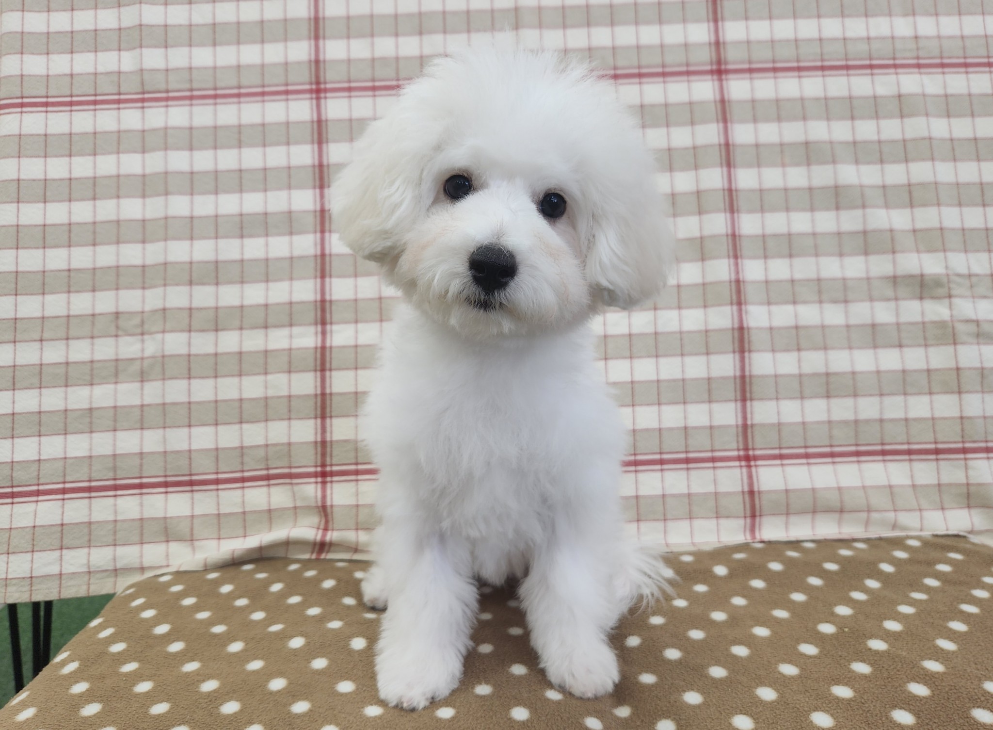奈良県のビションフリーゼ (マルエスペット いかるが店/2026年1月9日生まれ/女の子/ホワイト)の子犬の4枚目の画像
