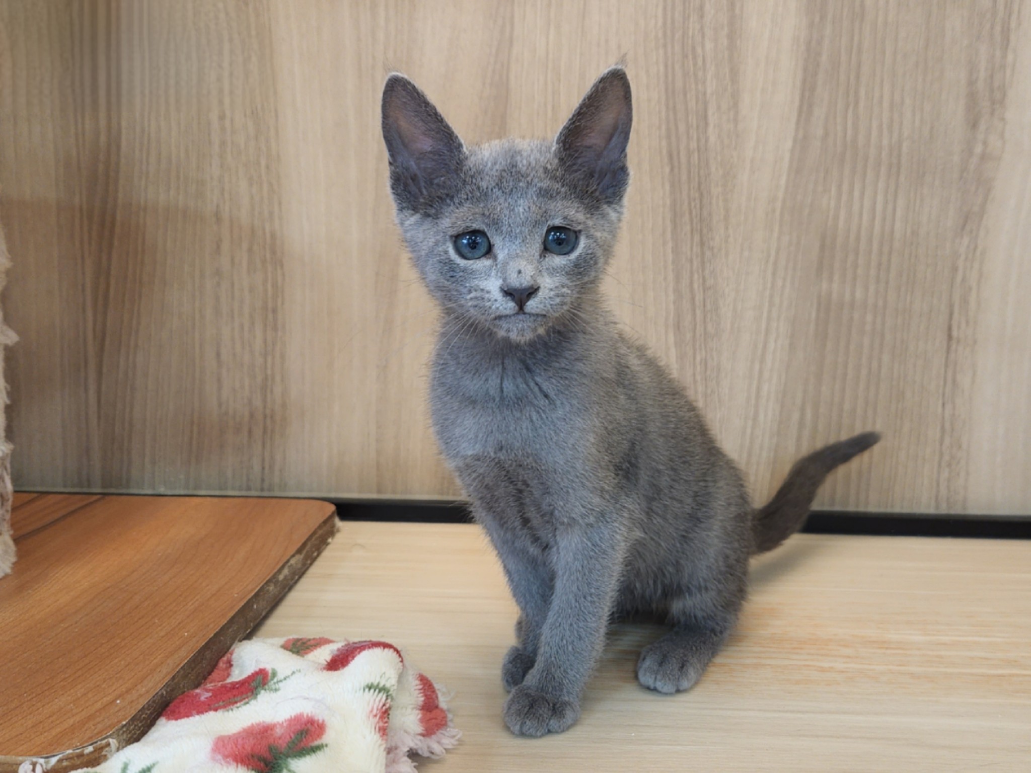 奈良県のロシアンブルー (マルエスペット いかるが店/2026年3月9日生まれ/男の子/ブルー)の子猫の4枚目の画像