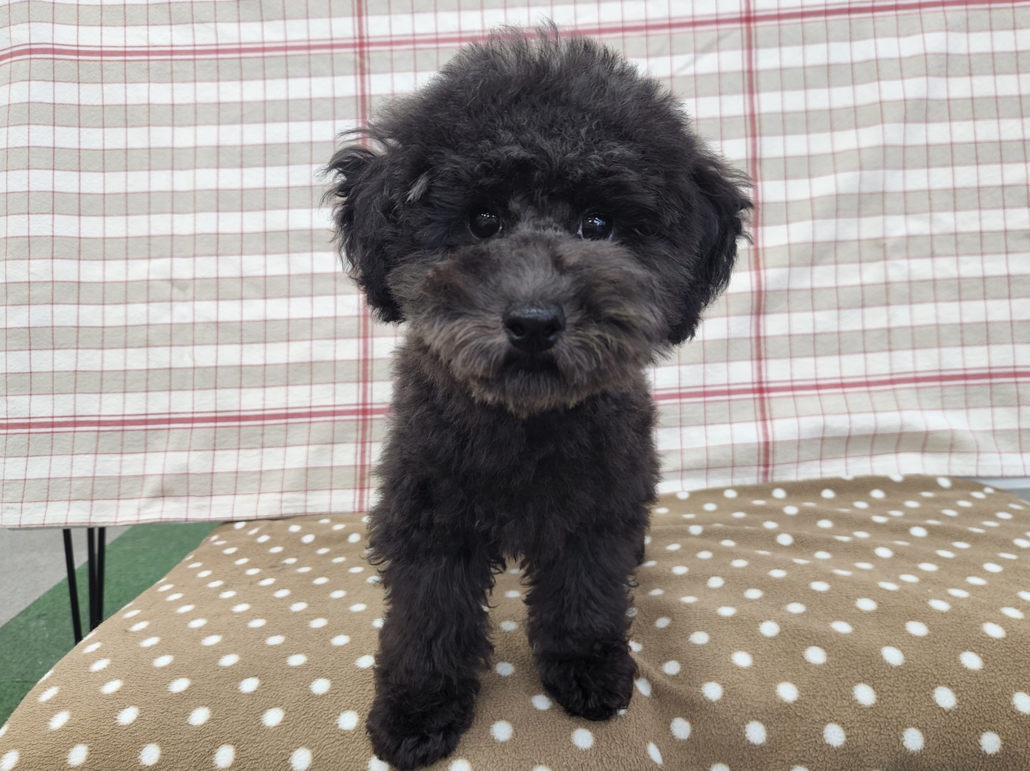 奈良県のトイプードル(トイ) (マルエスペット いかるが店/2026年1月27日生まれ/男の子/グレー)の子犬の4枚目の画像
