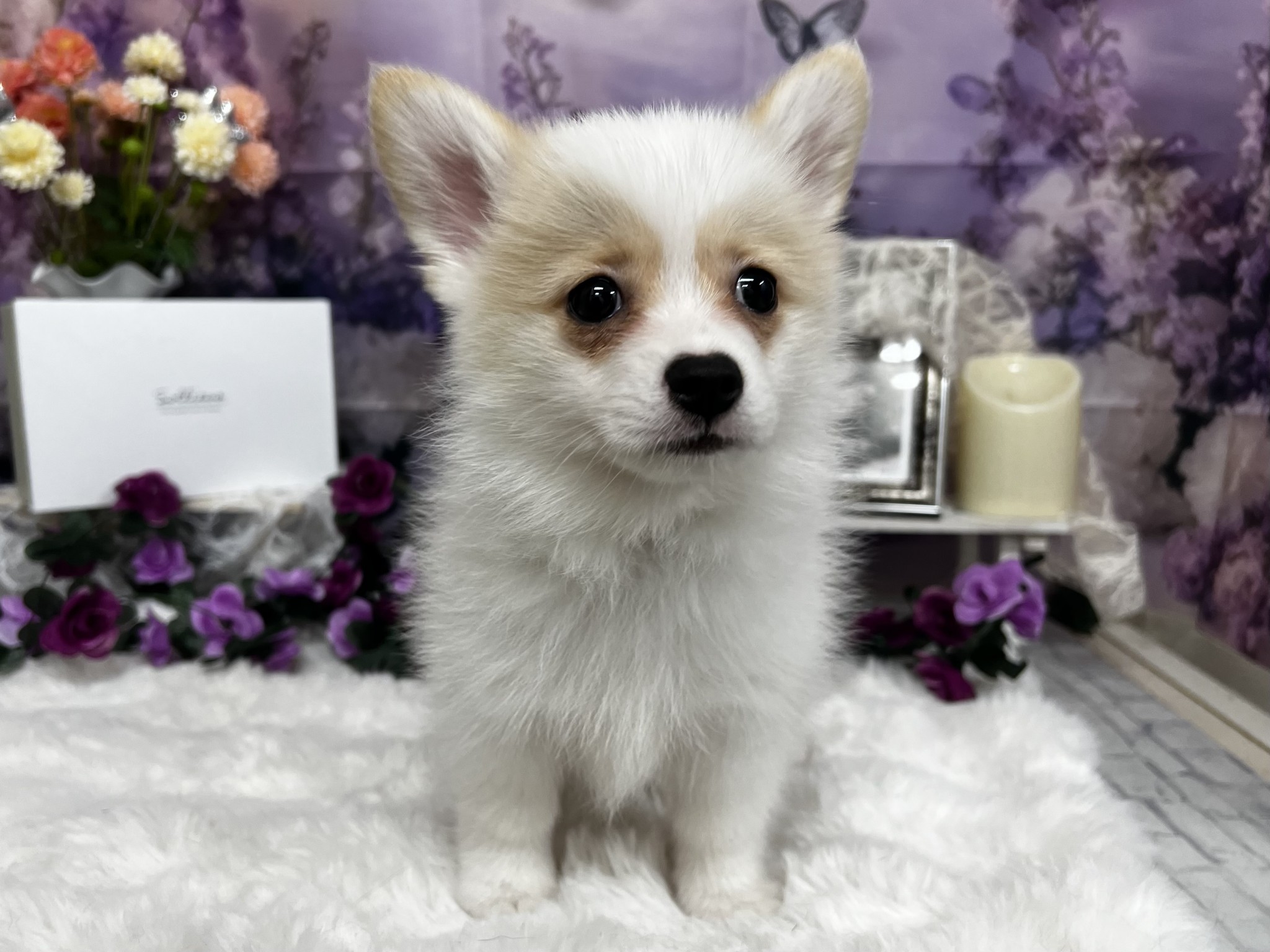 静岡県のハーフ犬・ミックス犬 (マルエスペットホームアシスト店/2026年3月7日生まれ/男の子/パーティーカラー)の子犬の1枚目の画像