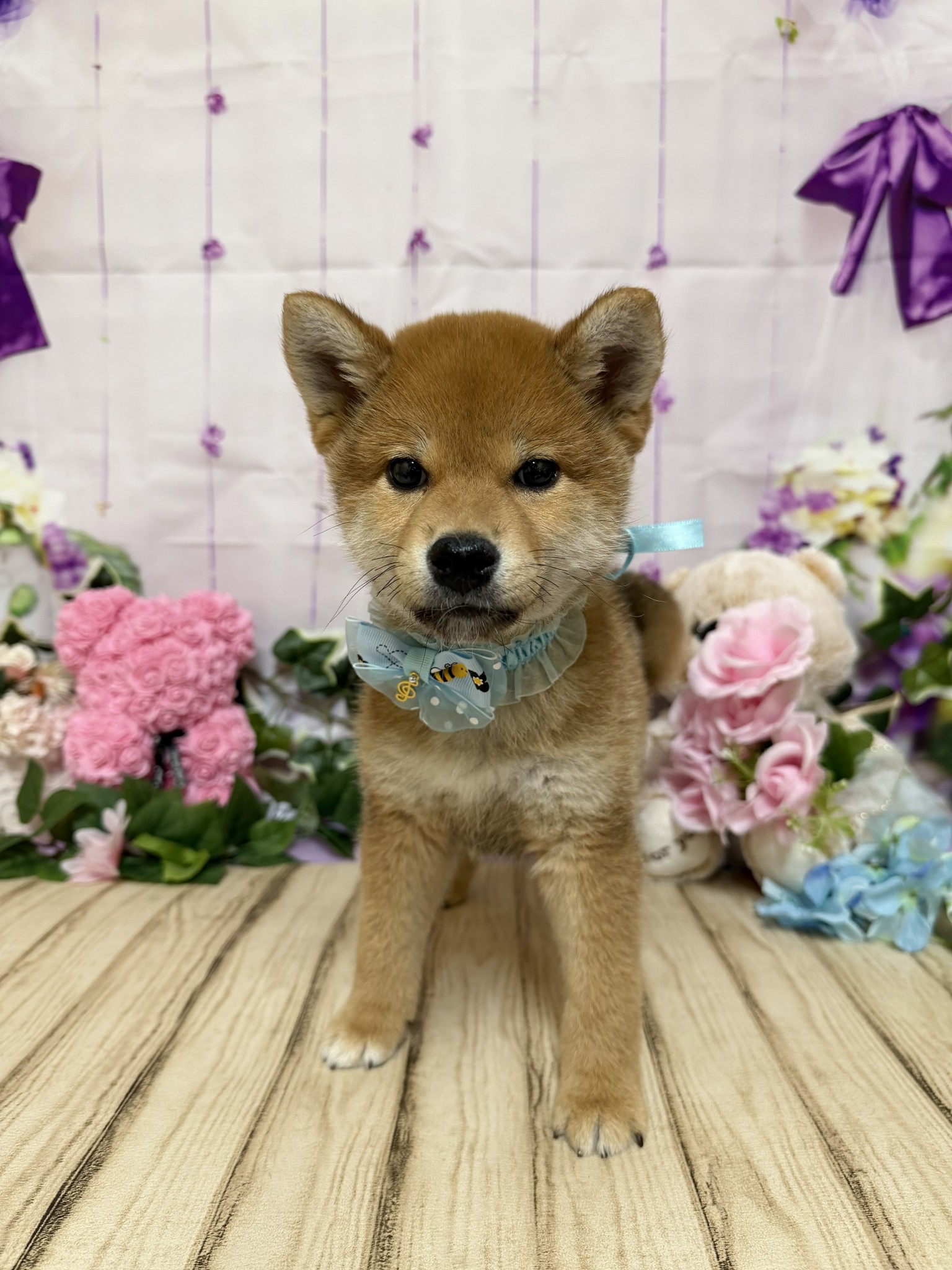 静岡県の柴犬(標準サイズ) (マルエスペット富士店/2026年2月15日生まれ/男の子/赤)の子犬の4枚目の画像