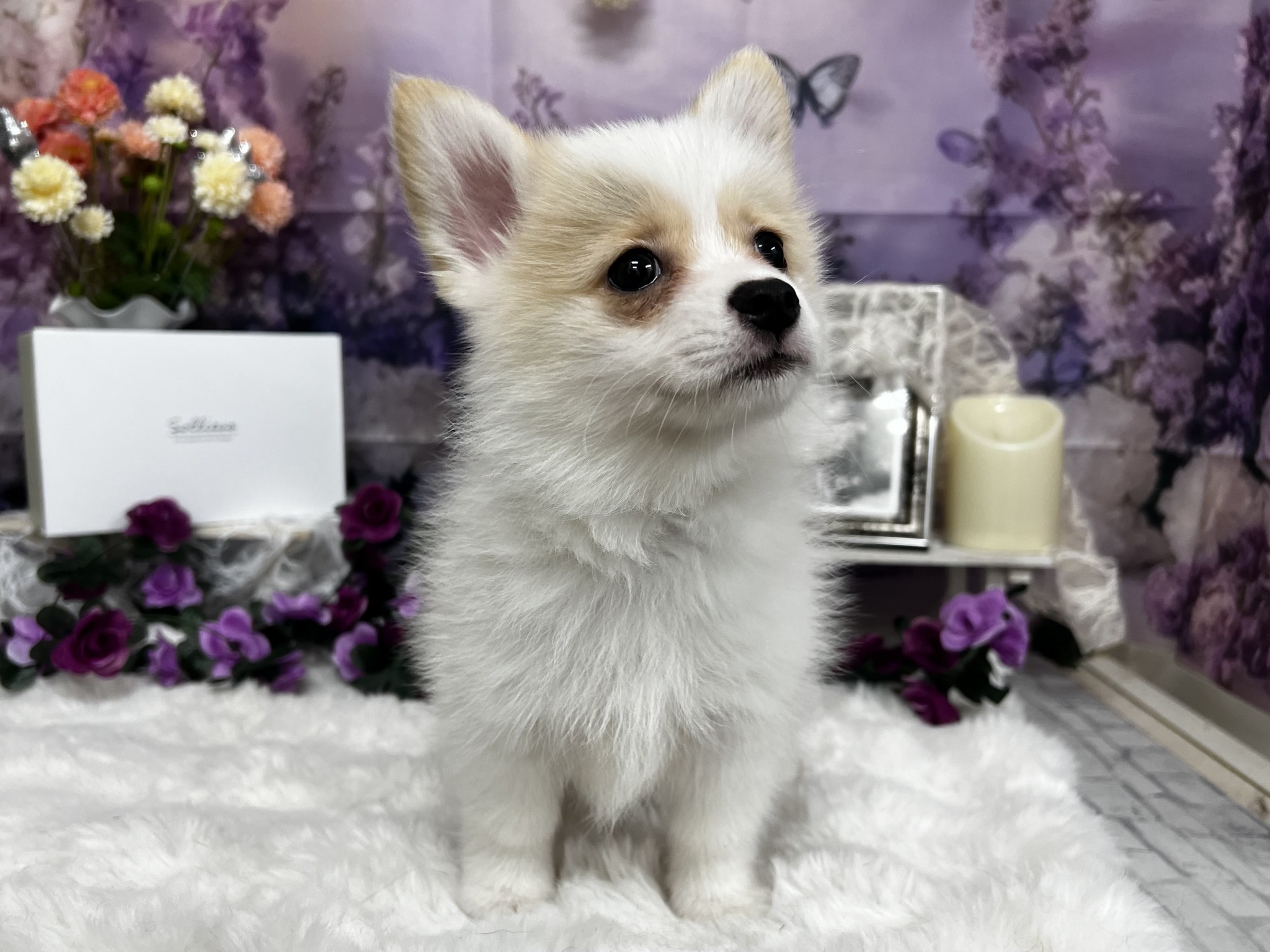 静岡県のハーフ犬・ミックス犬 (マルエスペットホームアシスト店/2026年3月7日生まれ/男の子/パーティーカラー)の子犬の2枚目の画像