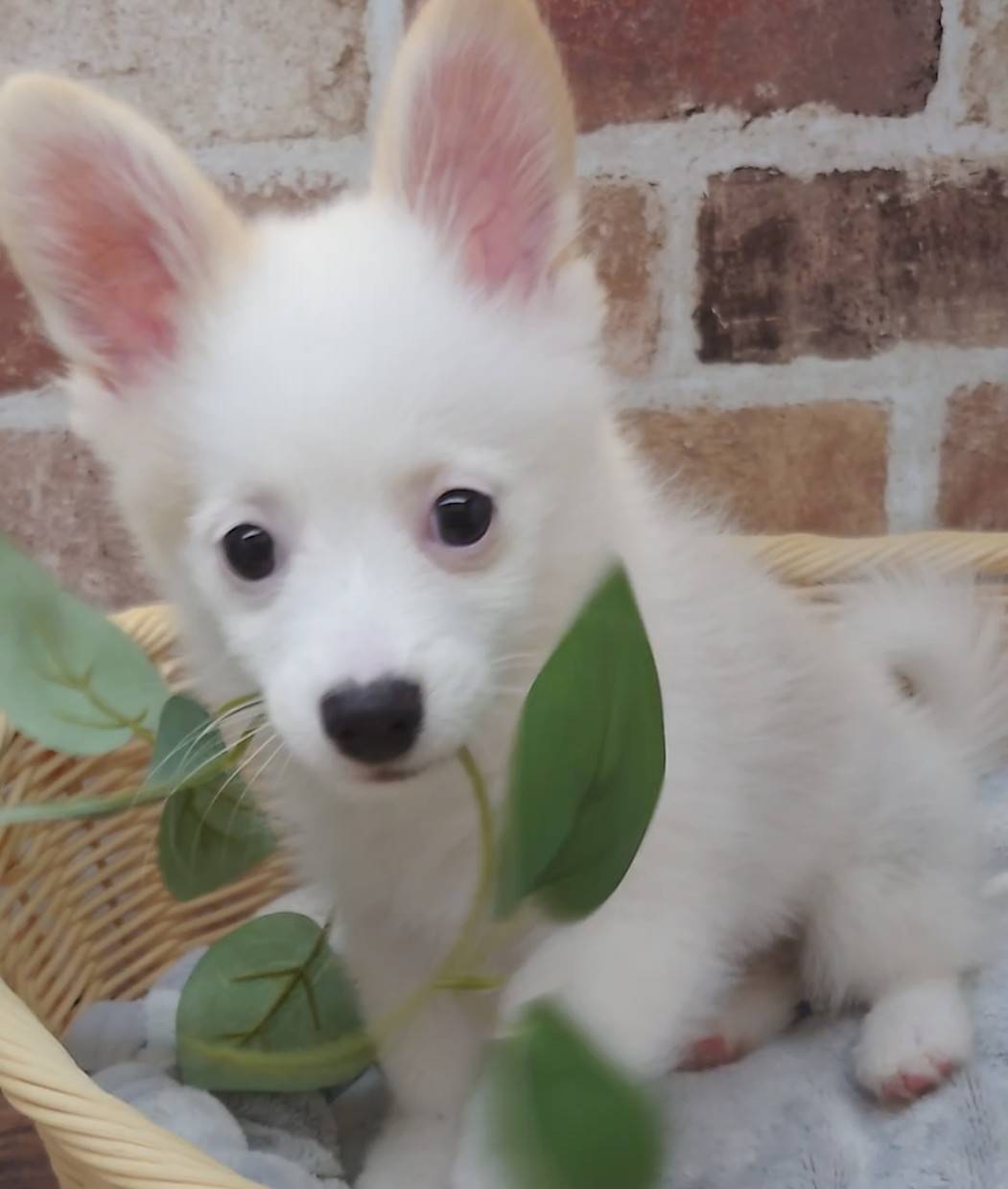 広島県のハーフ犬・ミックス犬 (マルエスペット広島段原ショッピングセンター店/2026年3月7日生まれ/男の子/パーティーカラー)の子犬の2枚目の画像