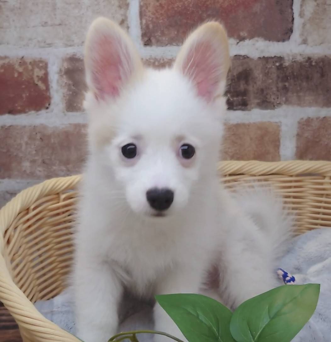 広島県のハーフ犬・ミックス犬 (マルエスペット広島段原ショッピングセンター店/2026年3月7日生まれ/男の子/パーティーカラー)の子犬の3枚目の画像
