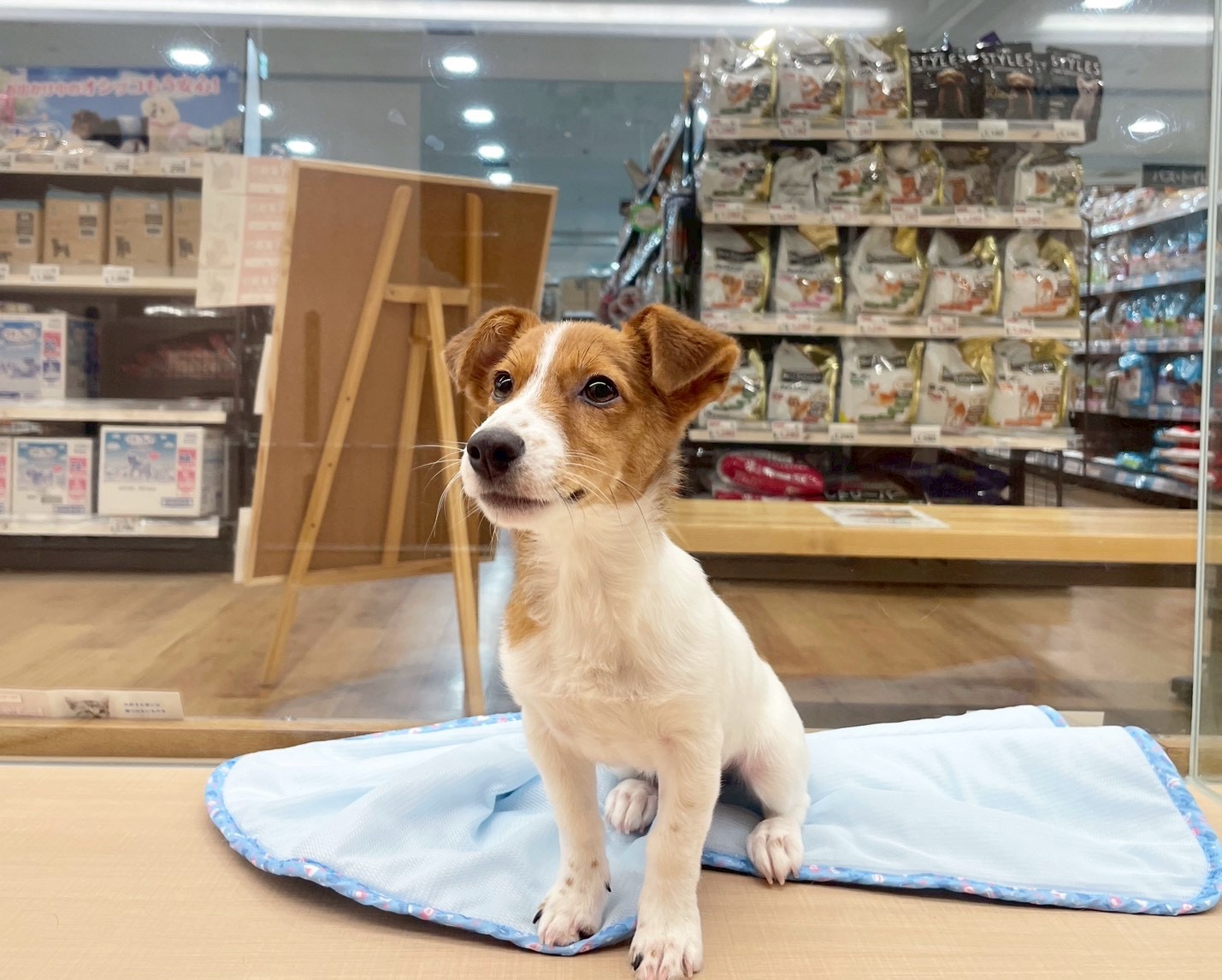 愛知県のジャックラッセルテリア (ペッツワン稲沢ハーモニーランド店/2025年12月23日生まれ/男の子/ホワイトタン)の子犬の2枚目の画像