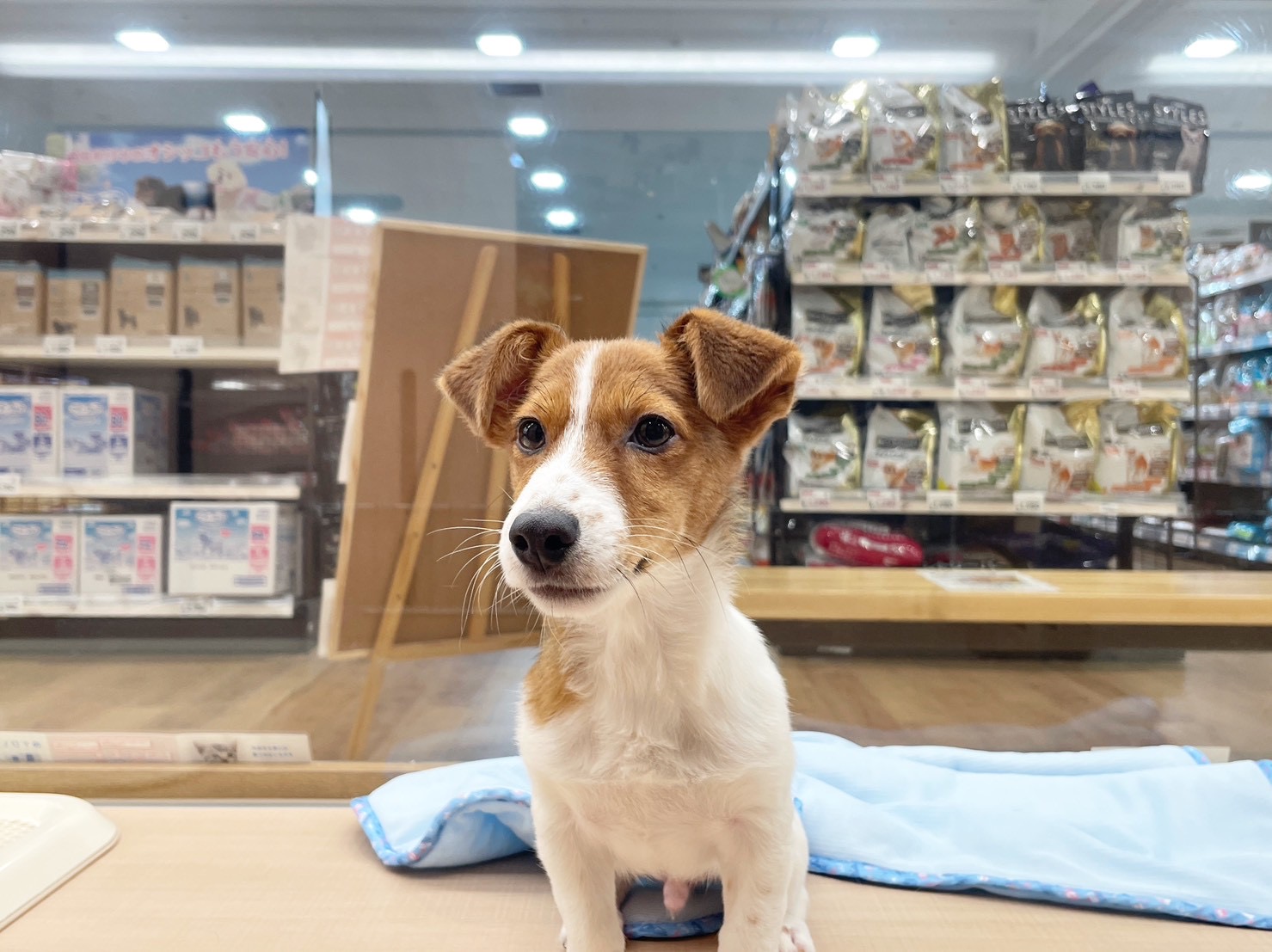 愛知県のジャックラッセルテリア (ペッツワン稲沢ハーモニーランド店/2025年12月23日生まれ/男の子/ホワイトタン)の子犬の3枚目の画像
