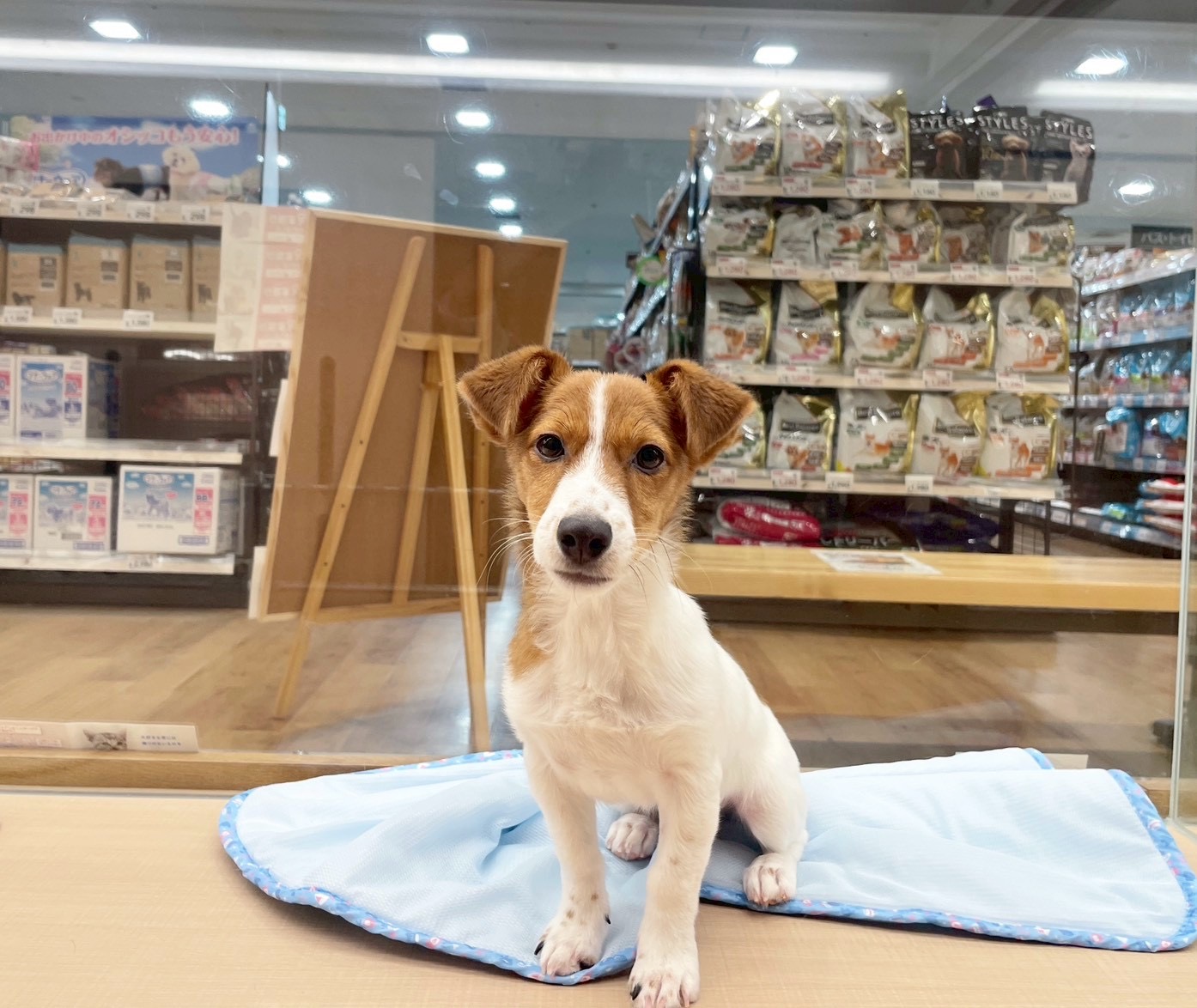 愛知県のジャックラッセルテリア (ペッツワン稲沢ハーモニーランド店/2025年12月23日生まれ/男の子/ホワイトタン)の子犬の4枚目の画像