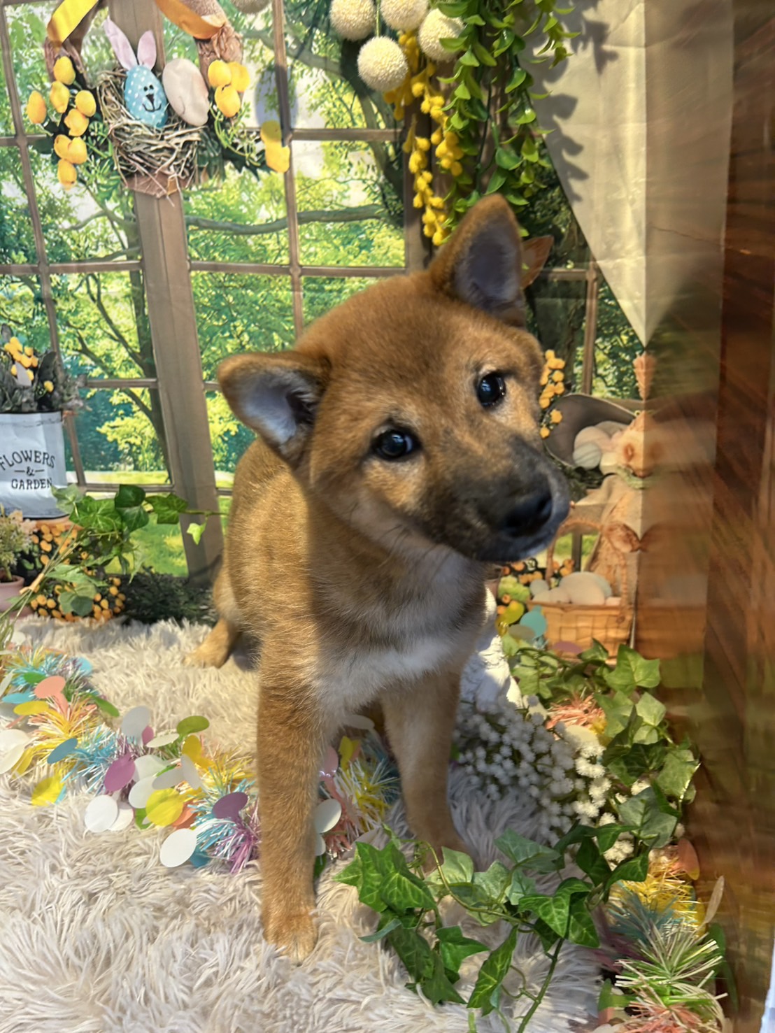 奈良県の柴犬(標準サイズ) (マルエスペット はんな店/2026年1月26日生まれ/女の子/赤)の子犬の4枚目の画像