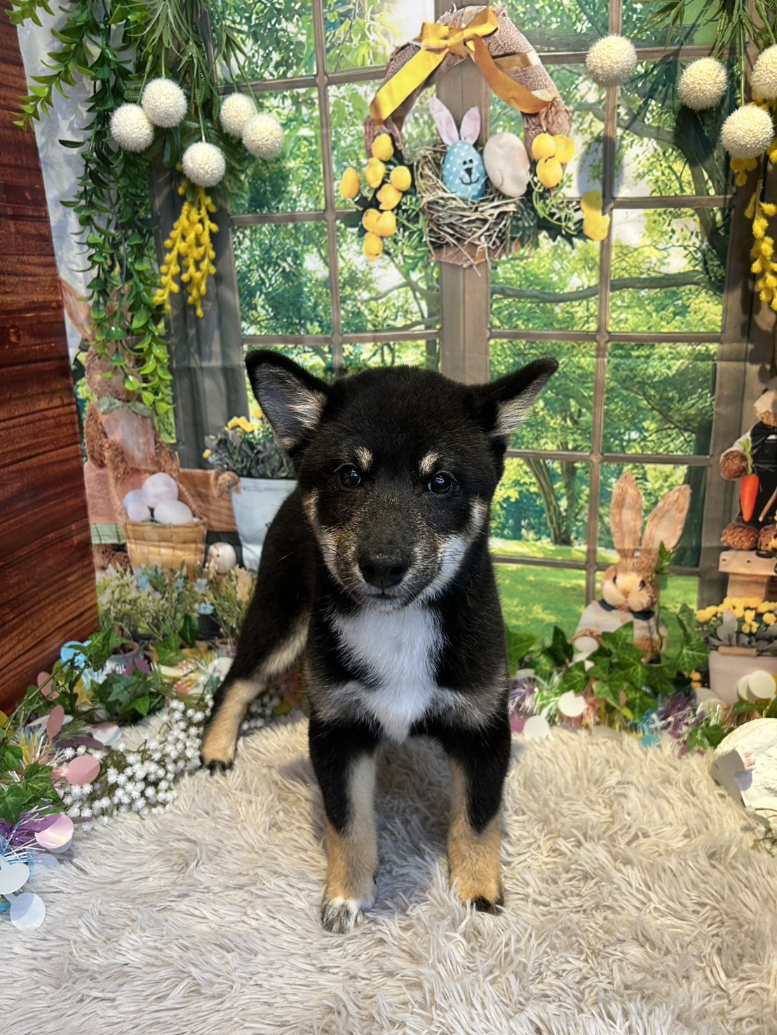 奈良県の柴犬(標準サイズ) (マルエスペット はんな店/2026年2月2日生まれ/男の子/黒)の子犬の4枚目の画像