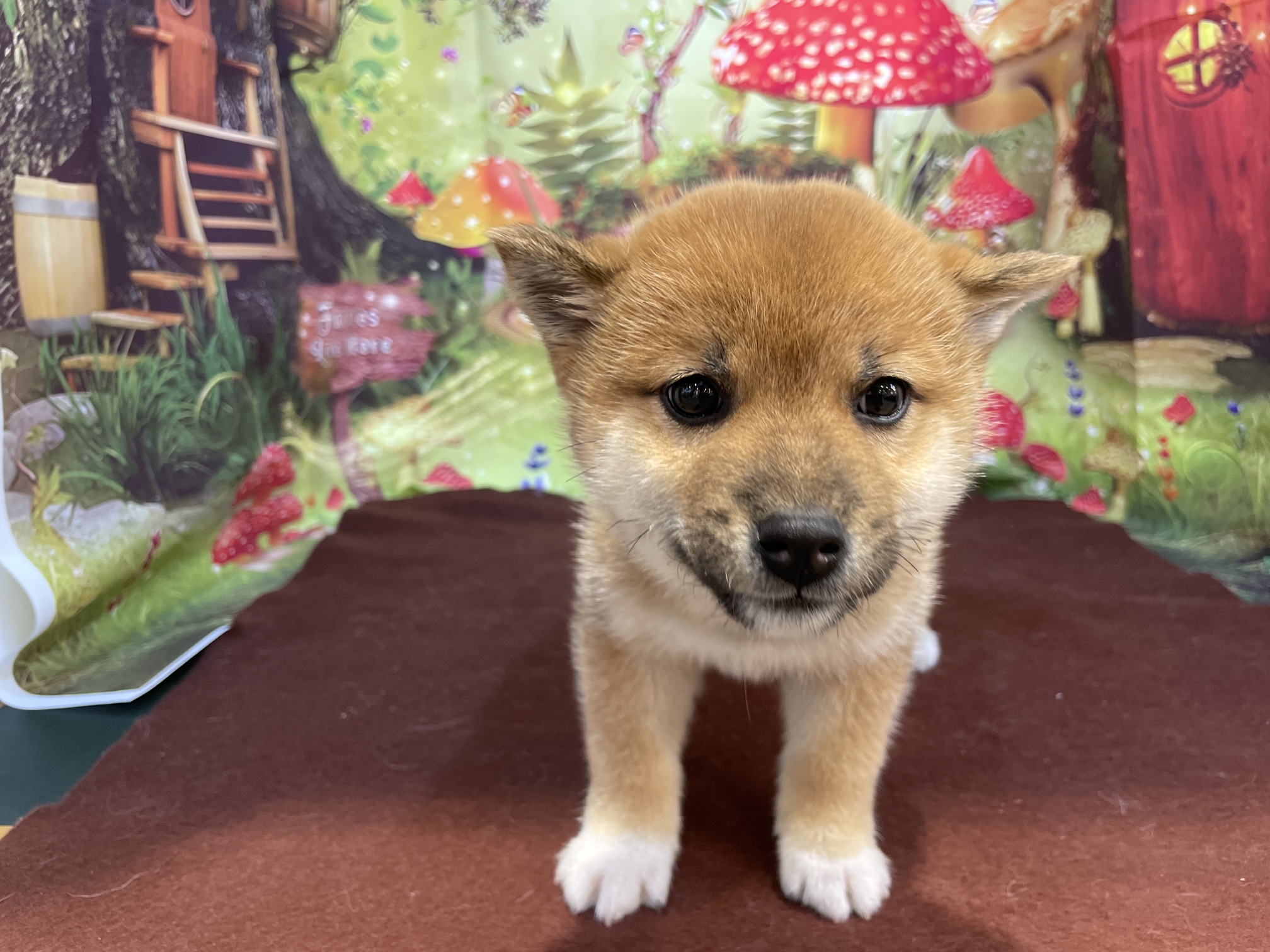 奈良県の豆柴 (マルエスペット ヒルステップ生駒店/2026年3月2日生まれ/男の子/赤)の子犬の4枚目の画像