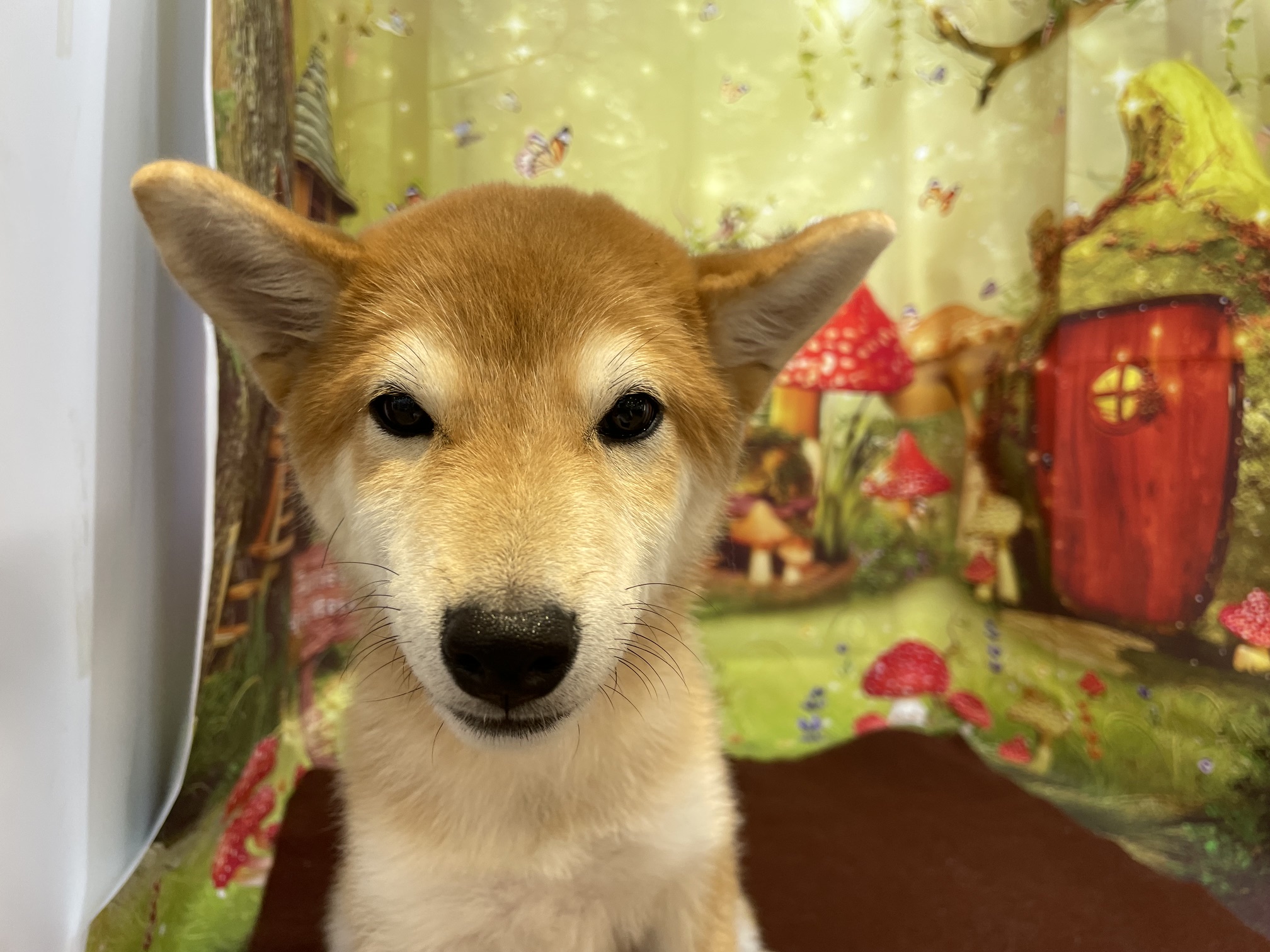 奈良県の柴犬(標準サイズ) (マルエスペット ヒルステップ生駒店/2026年1月12日生まれ/女の子/赤)の子犬の4枚目の画像