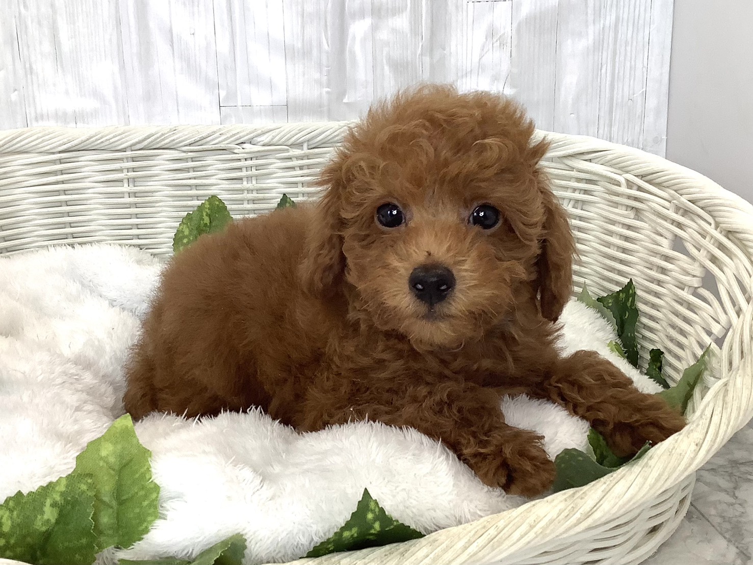 神奈川県のトイプードル(トイ) (マルエスペット相模大野店/2026年3月15日生まれ/男の子/レッドフォーン)の子犬の2枚目の画像