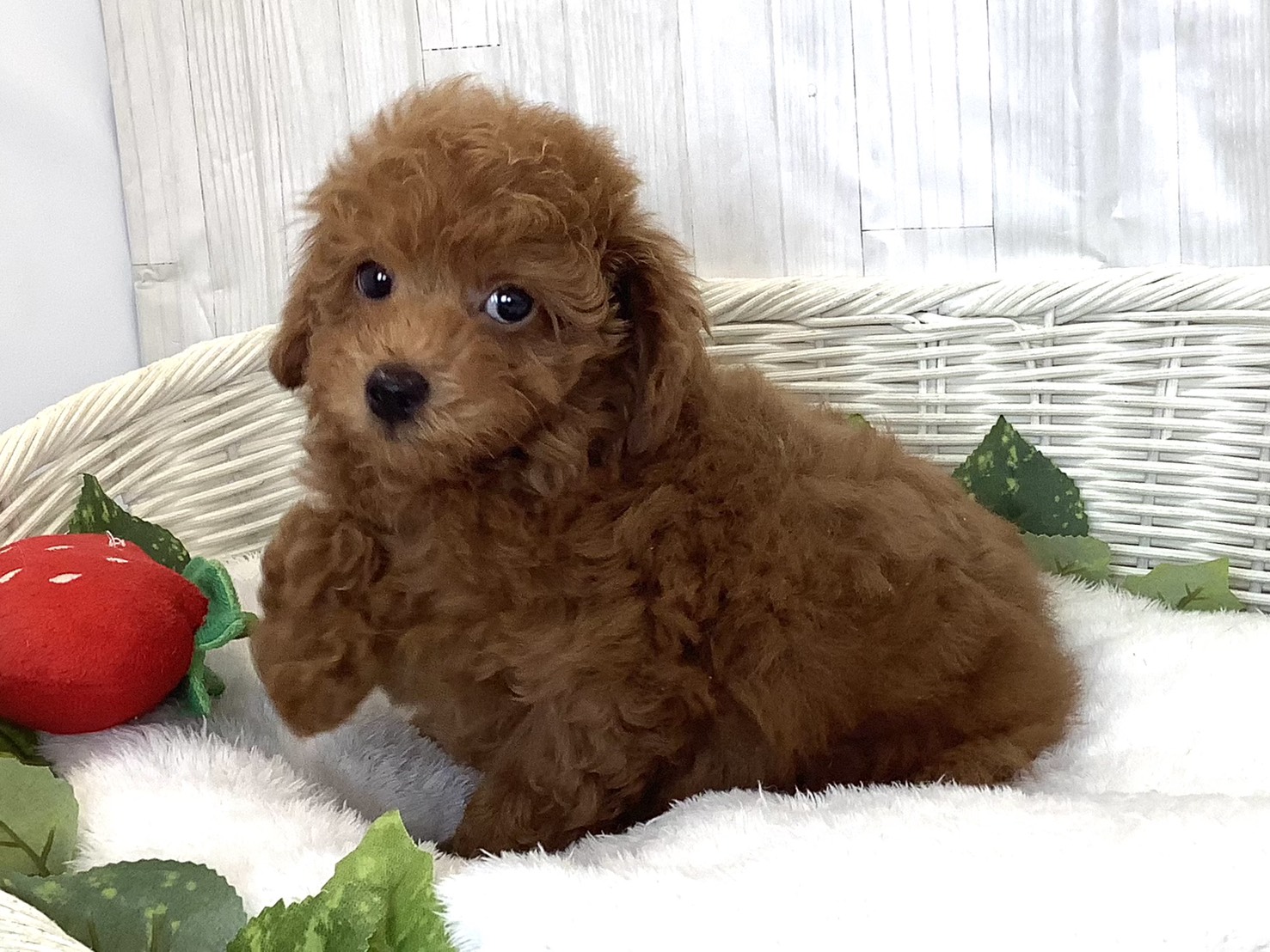 神奈川県のトイプードル(トイ) (マルエスペット相模大野店/2026年3月15日生まれ/男の子/レッドフォーン)の子犬の3枚目の画像