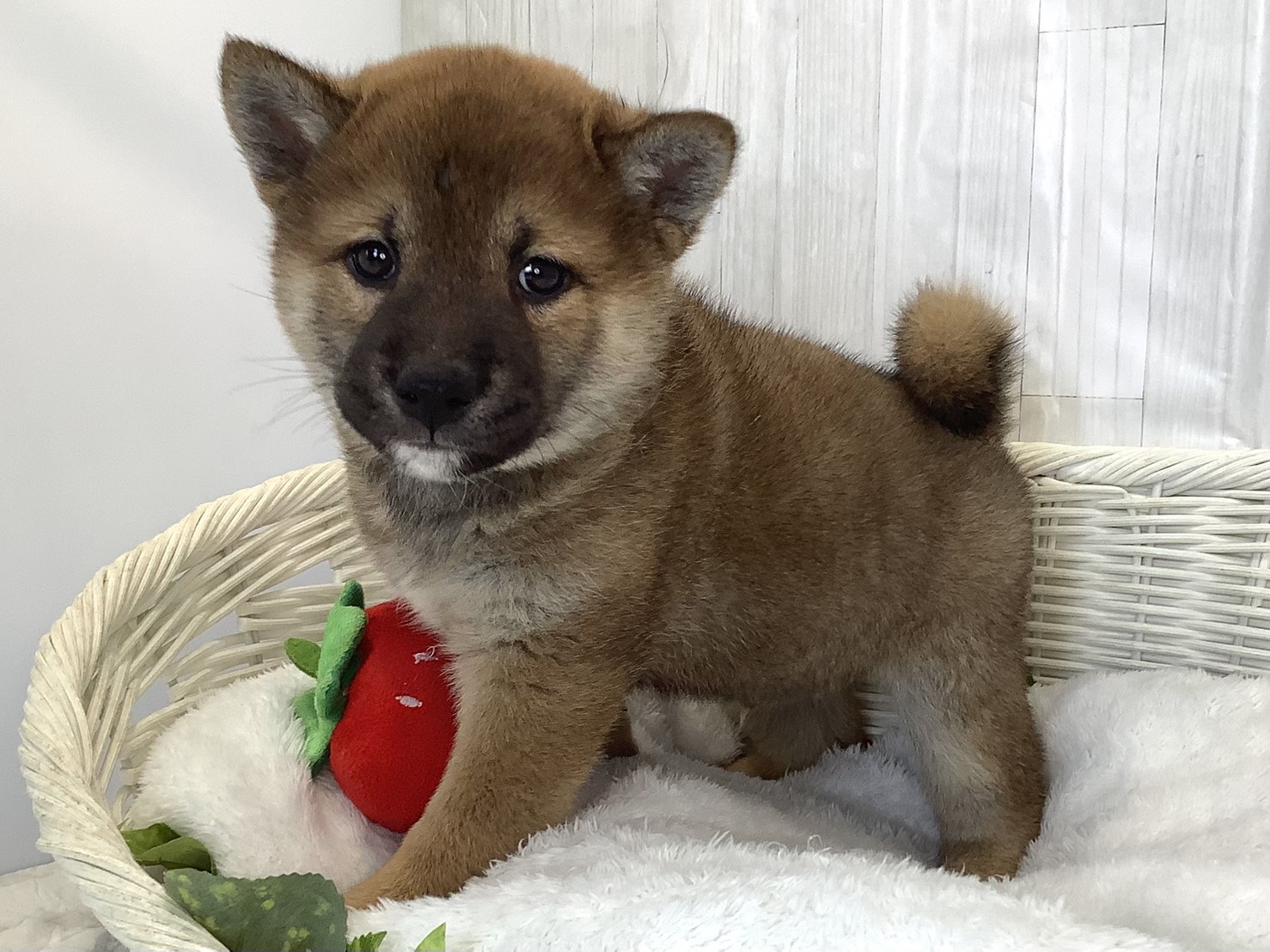 奈良県の柴犬(標準サイズ) (マルエスペット 押熊店/2026年3月15日生まれ/男の子/赤)の子犬の2枚目の画像