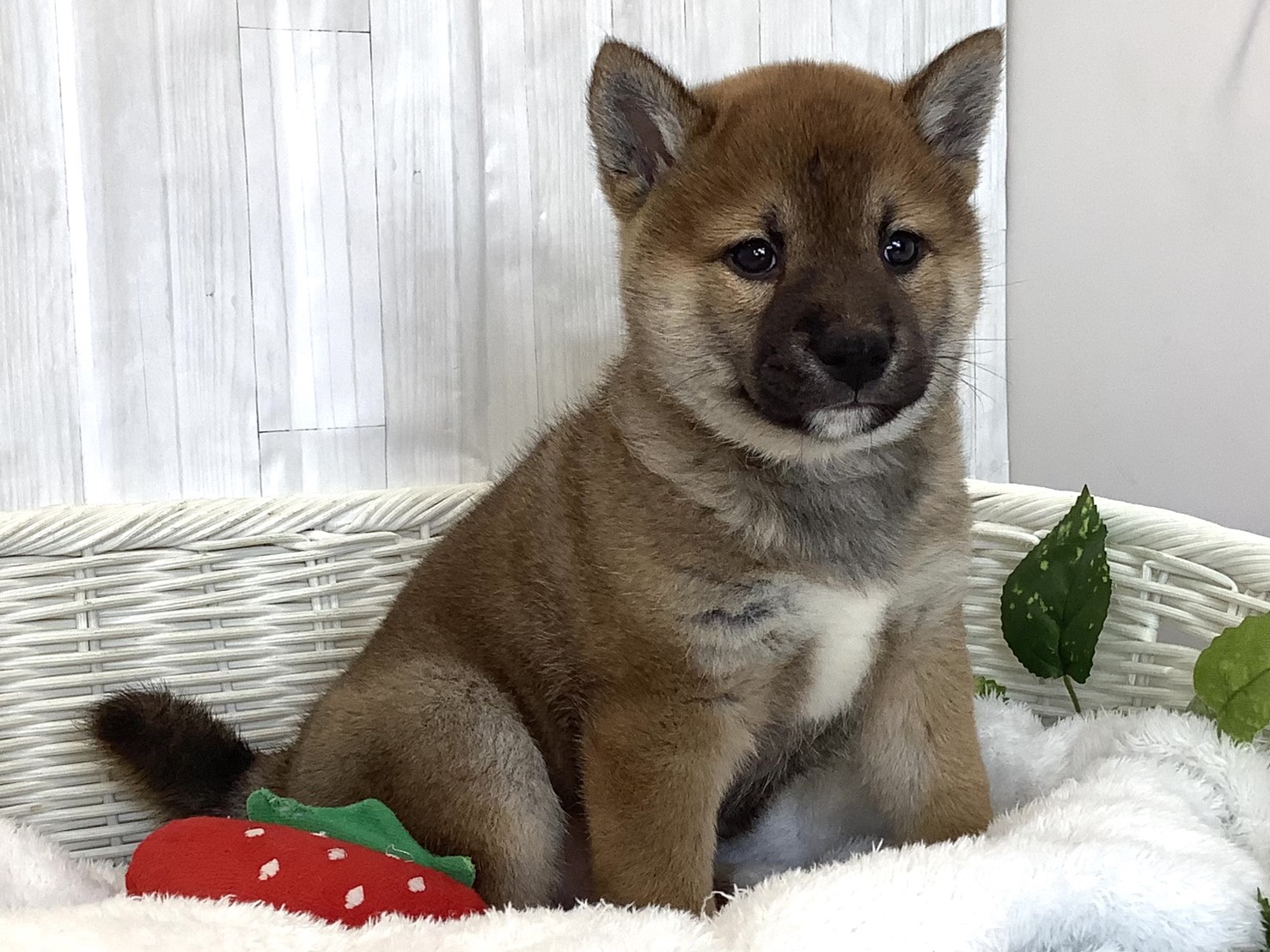 奈良県の柴犬(標準サイズ) (マルエスペット 押熊店/2026年3月15日生まれ/男の子/赤)の子犬の3枚目の画像