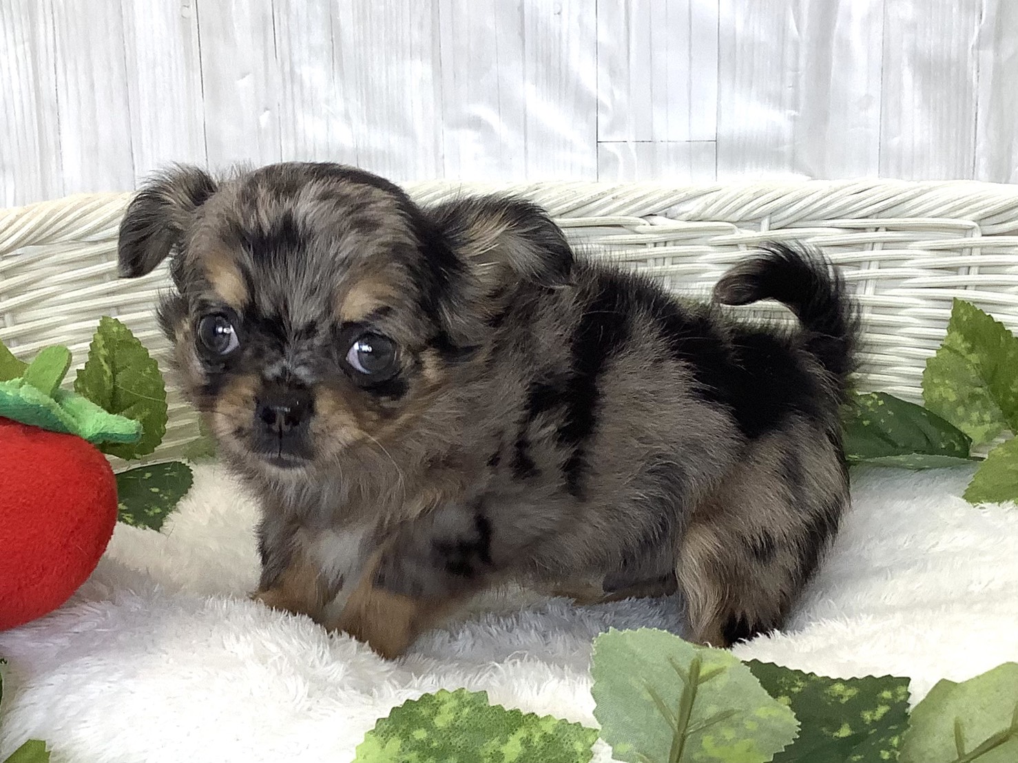 奈良県のチワワ(ロング) (マルエスペット 押熊店/2026年3月12日生まれ/男の子/ブルーマール)の子犬の2枚目の画像