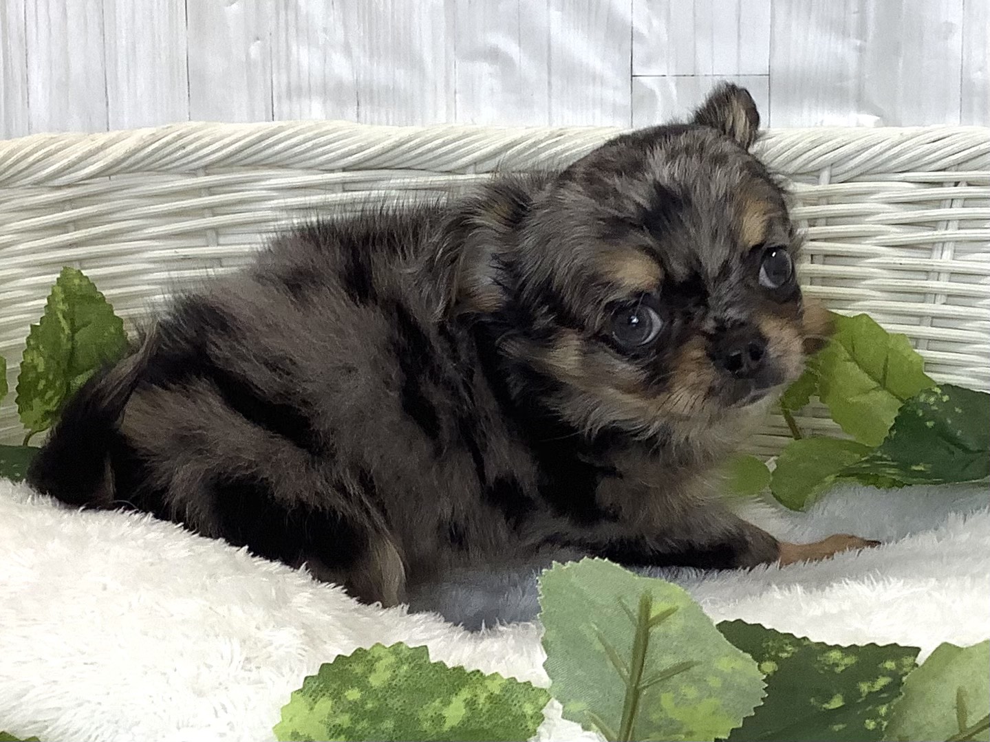 奈良県のチワワ(ロング) (マルエスペット 押熊店/2026年3月12日生まれ/男の子/ブルーマール)の子犬の3枚目の画像