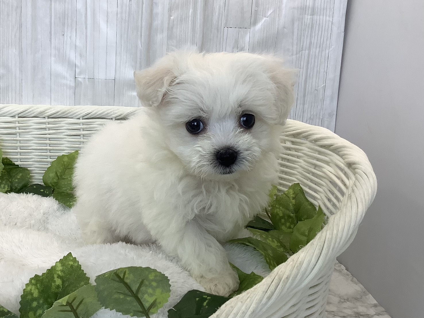静岡県のハーフ犬・ミックス犬 (マルエスペットホームアシスト店/2026年3月22日生まれ/女の子/ホワイト)の子犬の3枚目の画像