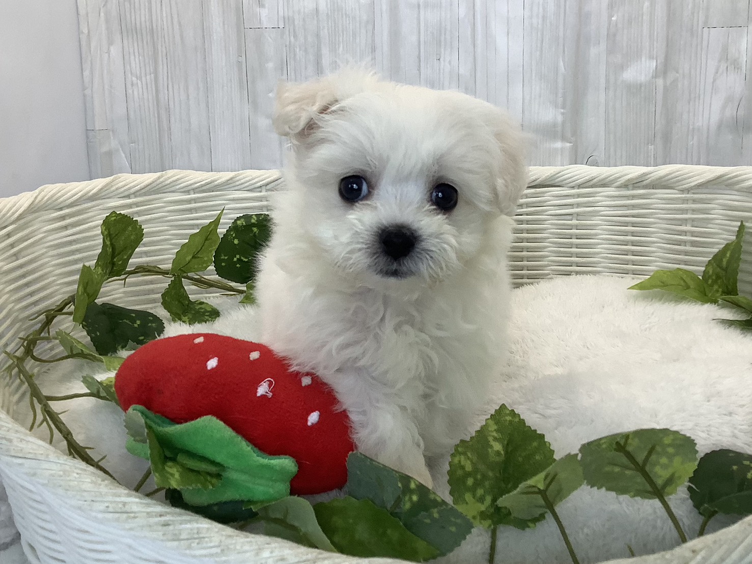 静岡県のハーフ犬・ミックス犬 (マルエスペットホームアシスト店/2026年3月22日生まれ/女の子/ホワイト)の子犬の1枚目の画像
