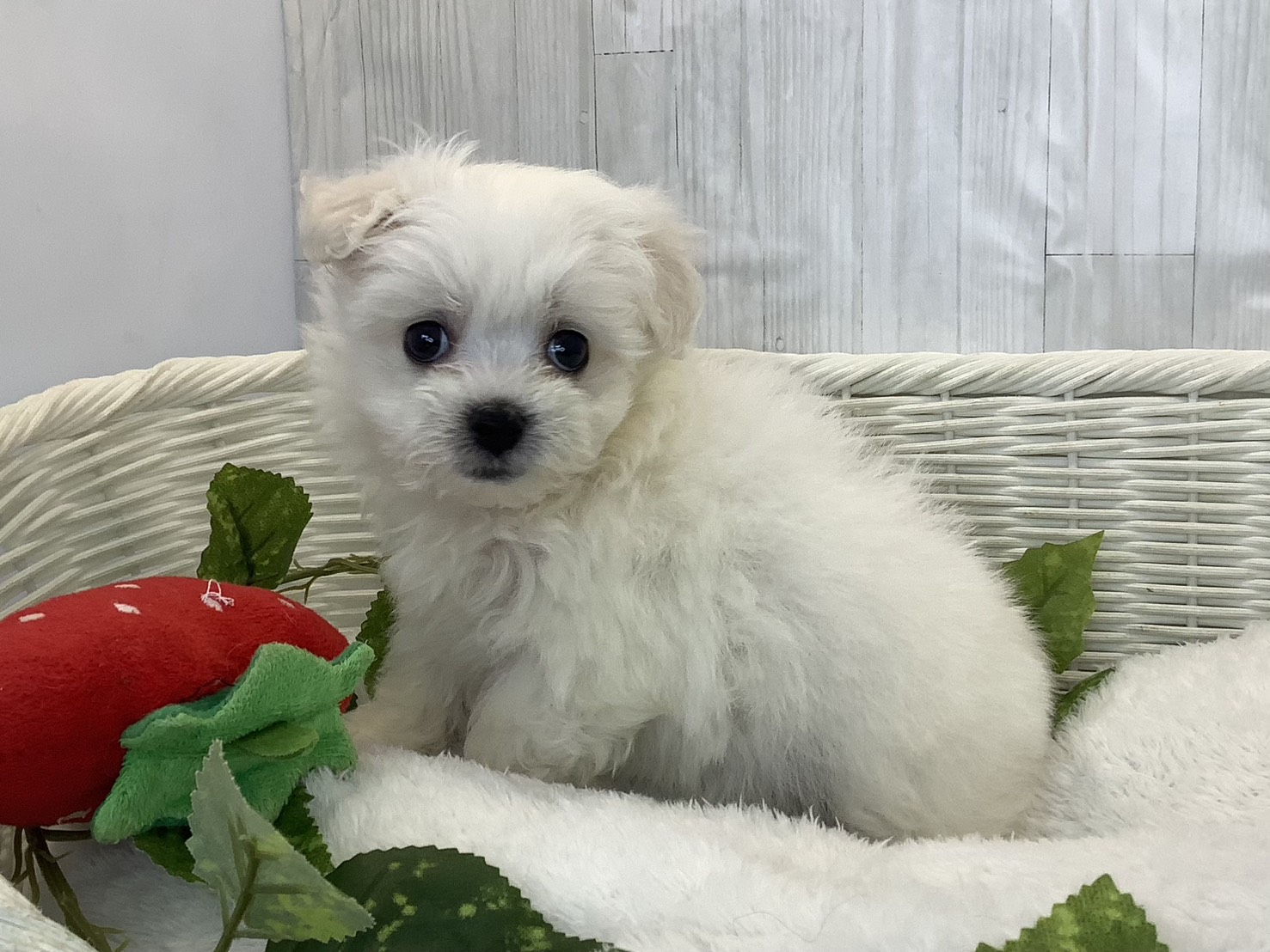 静岡県のハーフ犬・ミックス犬 (マルエスペットホームアシスト店/2026年3月22日生まれ/女の子/ホワイト)の子犬の2枚目の画像