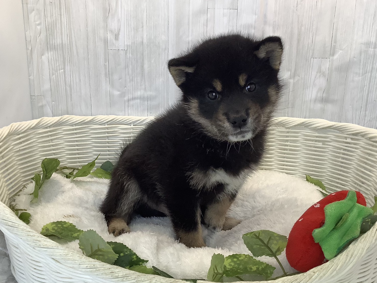 奈良県の柴犬(標準サイズ) (マルエスペット 富雄店/2026年3月21日生まれ/男の子/黒)の子犬の3枚目の画像