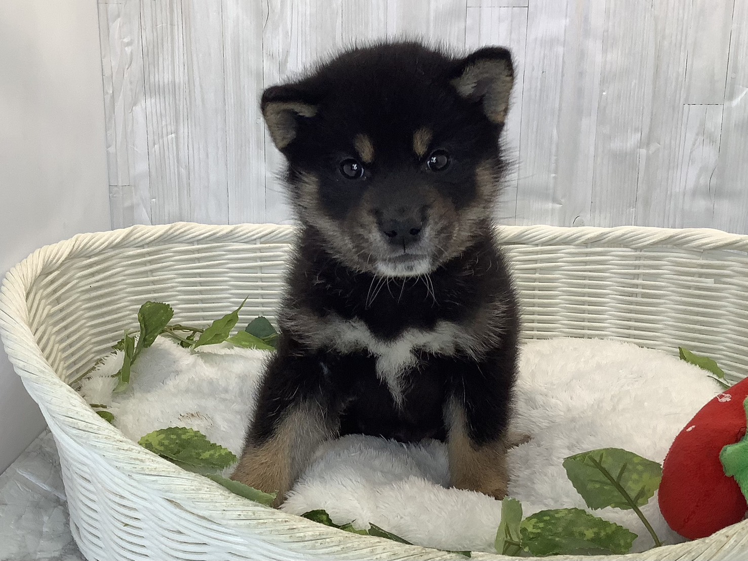 奈良県の柴犬(標準サイズ) (マルエスペット 富雄店/2026年3月21日生まれ/男の子/黒)の子犬の1枚目の画像