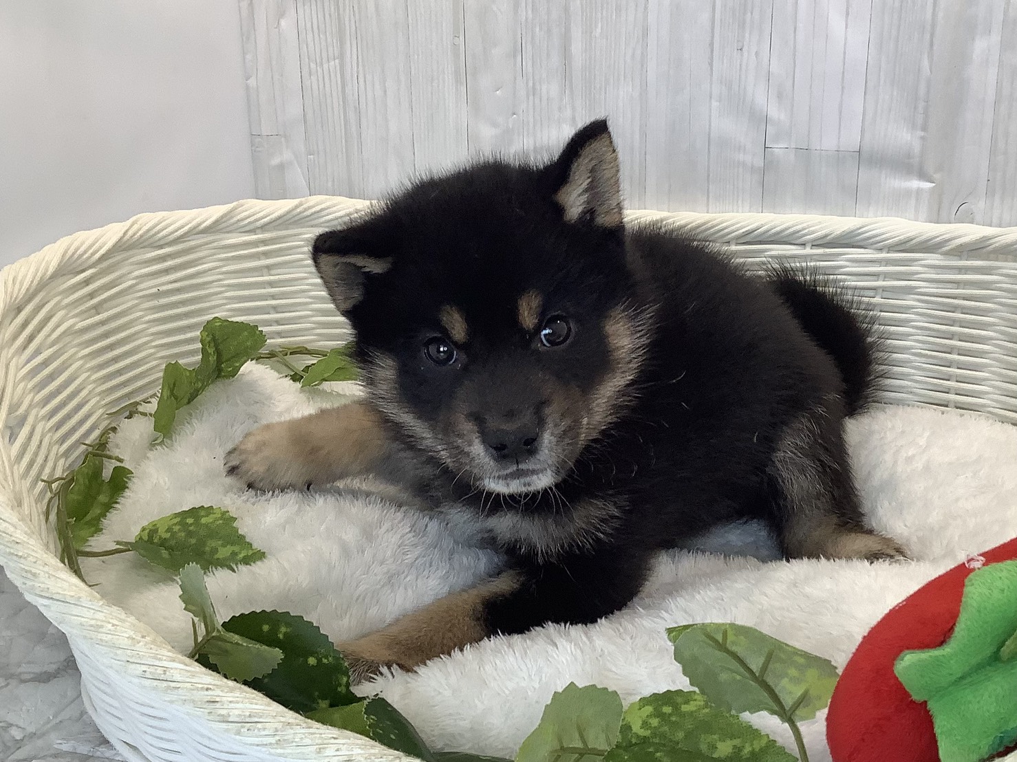 奈良県の柴犬(標準サイズ) (マルエスペット 富雄店/2026年3月21日生まれ/男の子/黒)の子犬の2枚目の画像