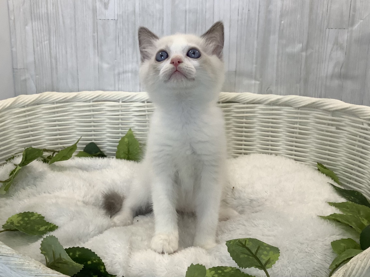 愛知県のラグドール (マルエスペット稲沢ハーモニーランド店/2026年3月15日生まれ/女の子/ブルーポイントバイカラー)の子猫の2枚目の画像