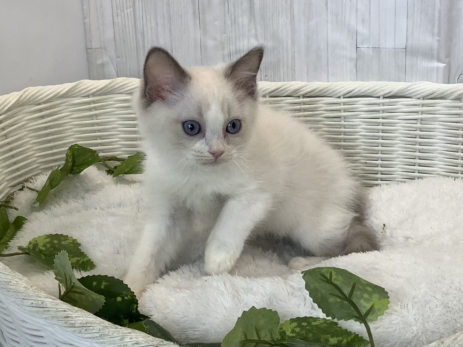 静岡県のラグドール (マルエスペット清水駒越店/2026年3月15日生まれ/女の子/ブルーポイントバイカラー)の子猫の2枚目の画像
