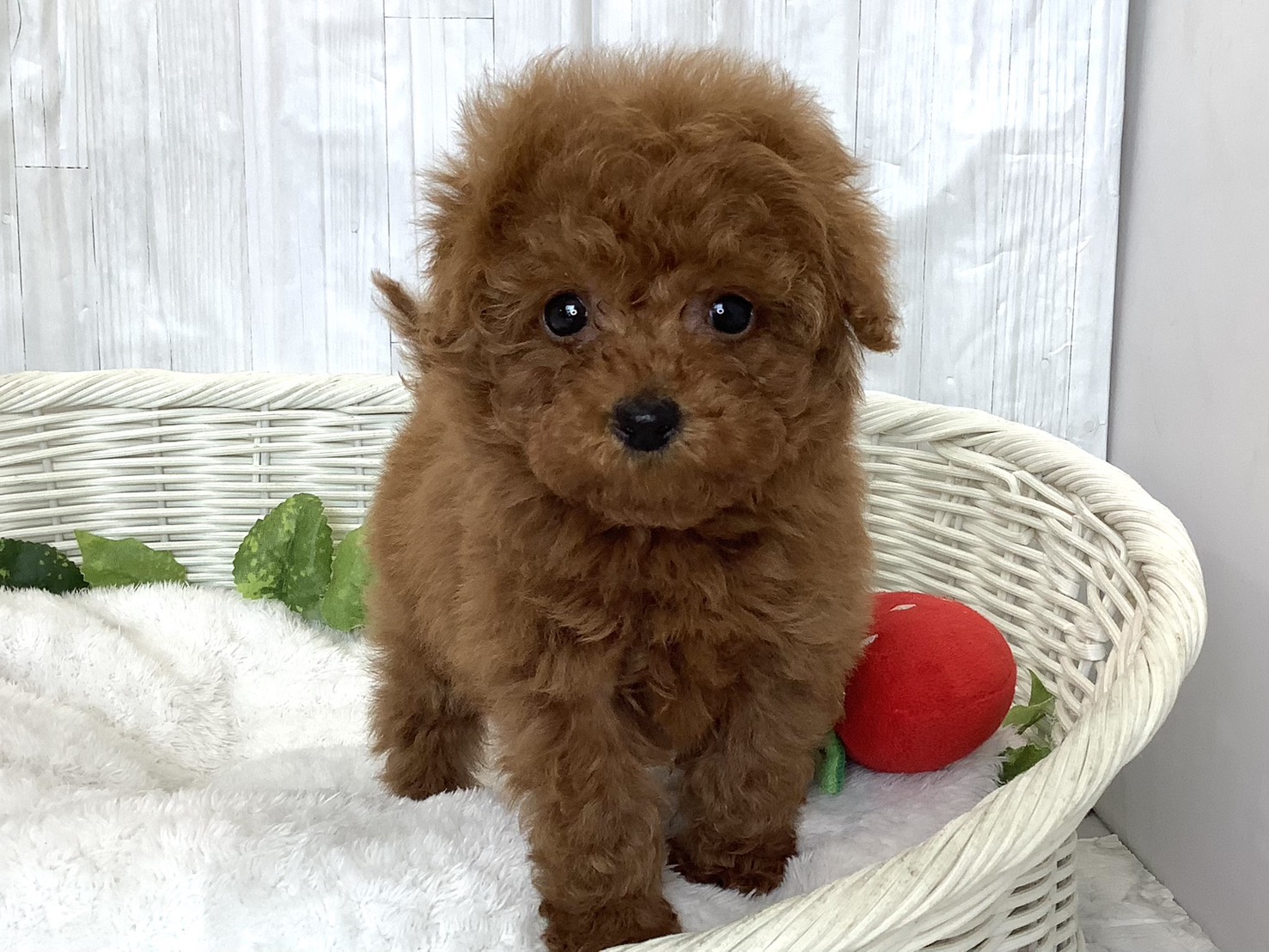 奈良県のトイプードル(トイ) (マルエスペット いかるが店/2026年3月28日生まれ/男の子/レッド)の子犬の1枚目の画像