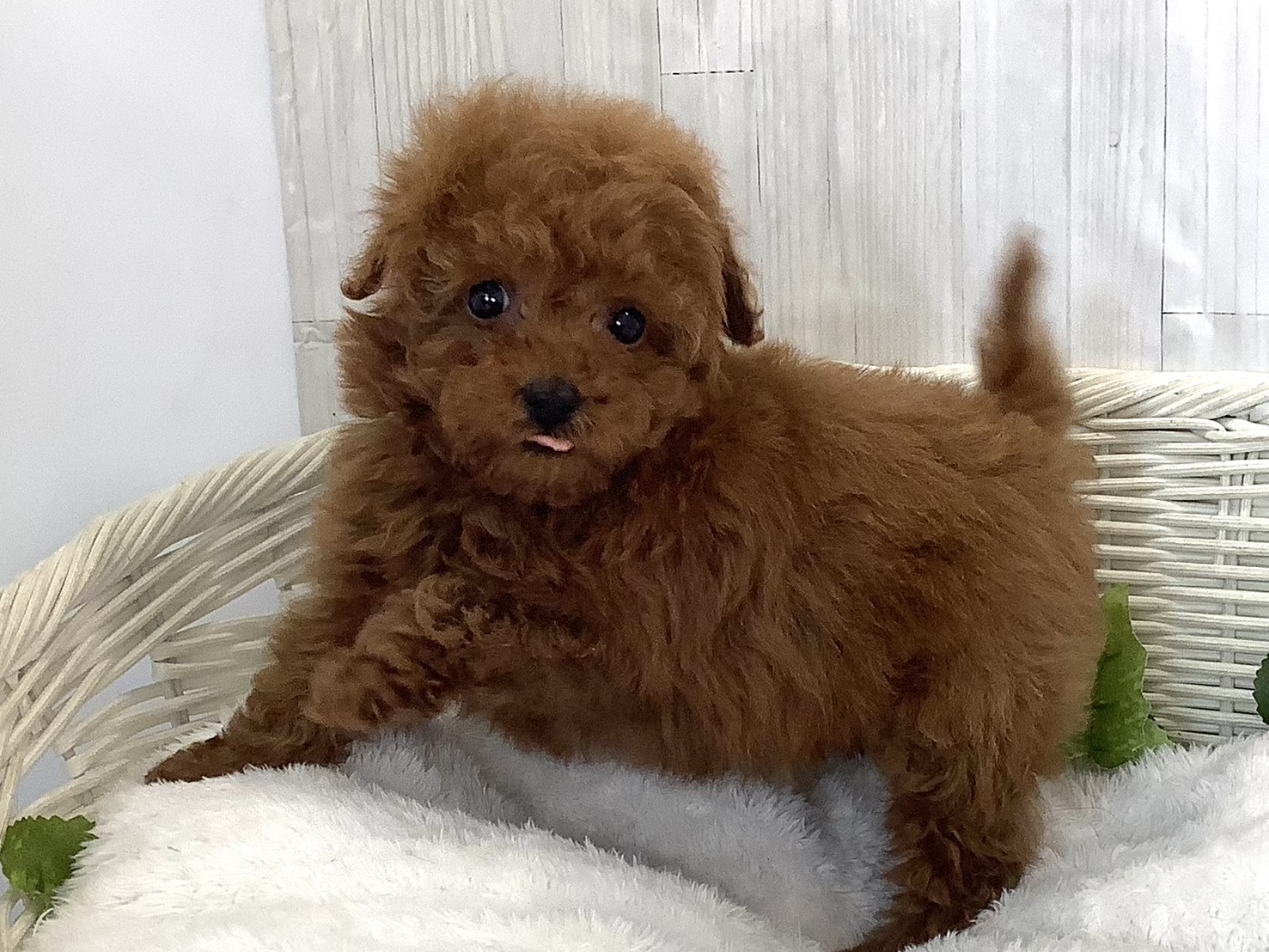 奈良県のトイプードル(トイ) (マルエスペット いかるが店/2026年3月28日生まれ/男の子/レッド)の子犬の2枚目の画像