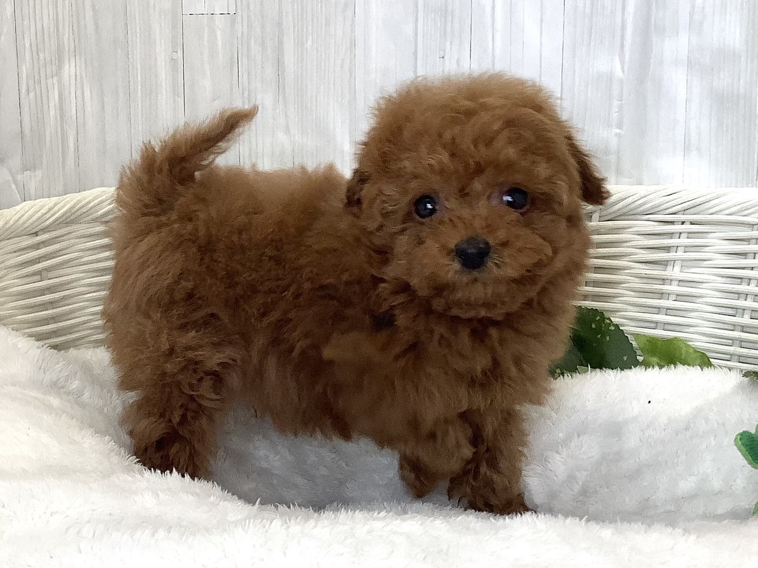 奈良県のトイプードル(トイ) (マルエスペット いかるが店/2026年3月28日生まれ/男の子/レッド)の子犬の3枚目の画像