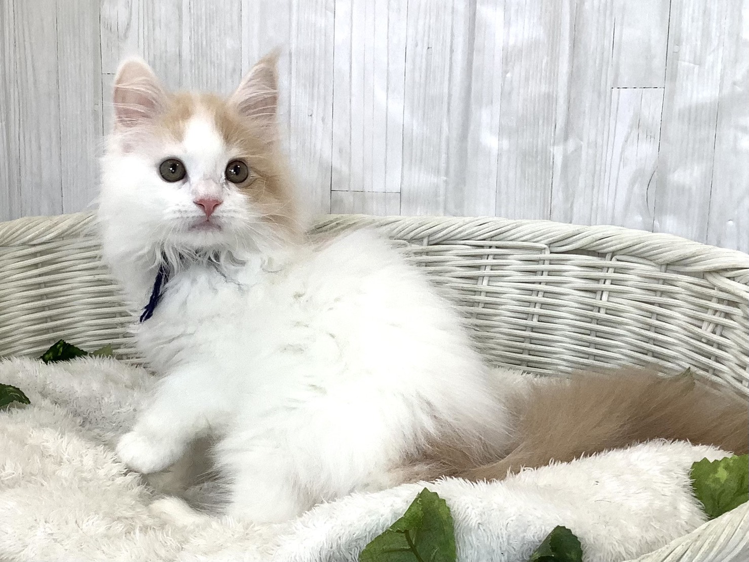 静岡県のハーフ犬・ミックス犬 (マルエスペット御殿場店/2026年3月19日生まれ/男の子/クリームホワイト)の子猫の2枚目の画像