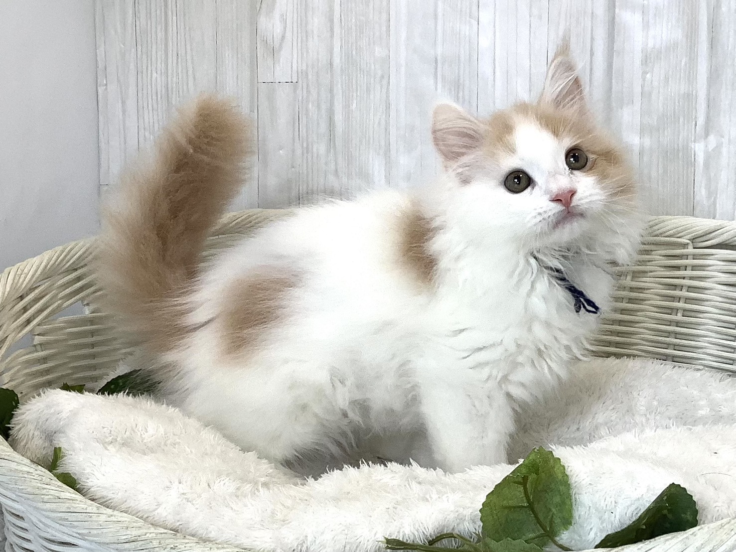 静岡県のハーフ犬・ミックス犬 (マルエスペット御殿場店/2026年3月19日生まれ/男の子/クリームホワイト)の子猫の3枚目の画像