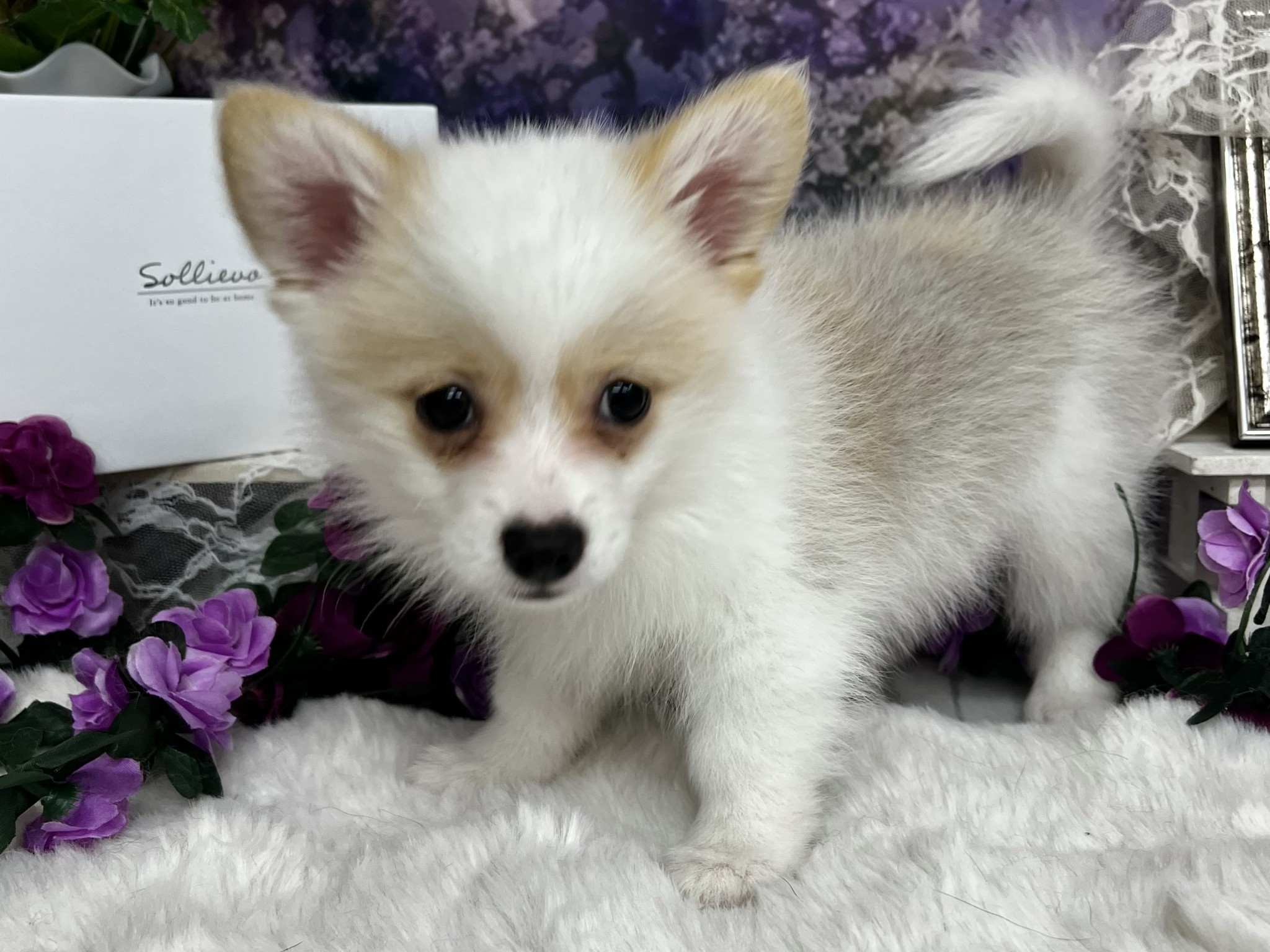 静岡県のハーフ犬・ミックス犬 (マルエスペットホームアシスト店/2026年3月7日生まれ/男の子/パーティーカラー)の子犬の4枚目の画像