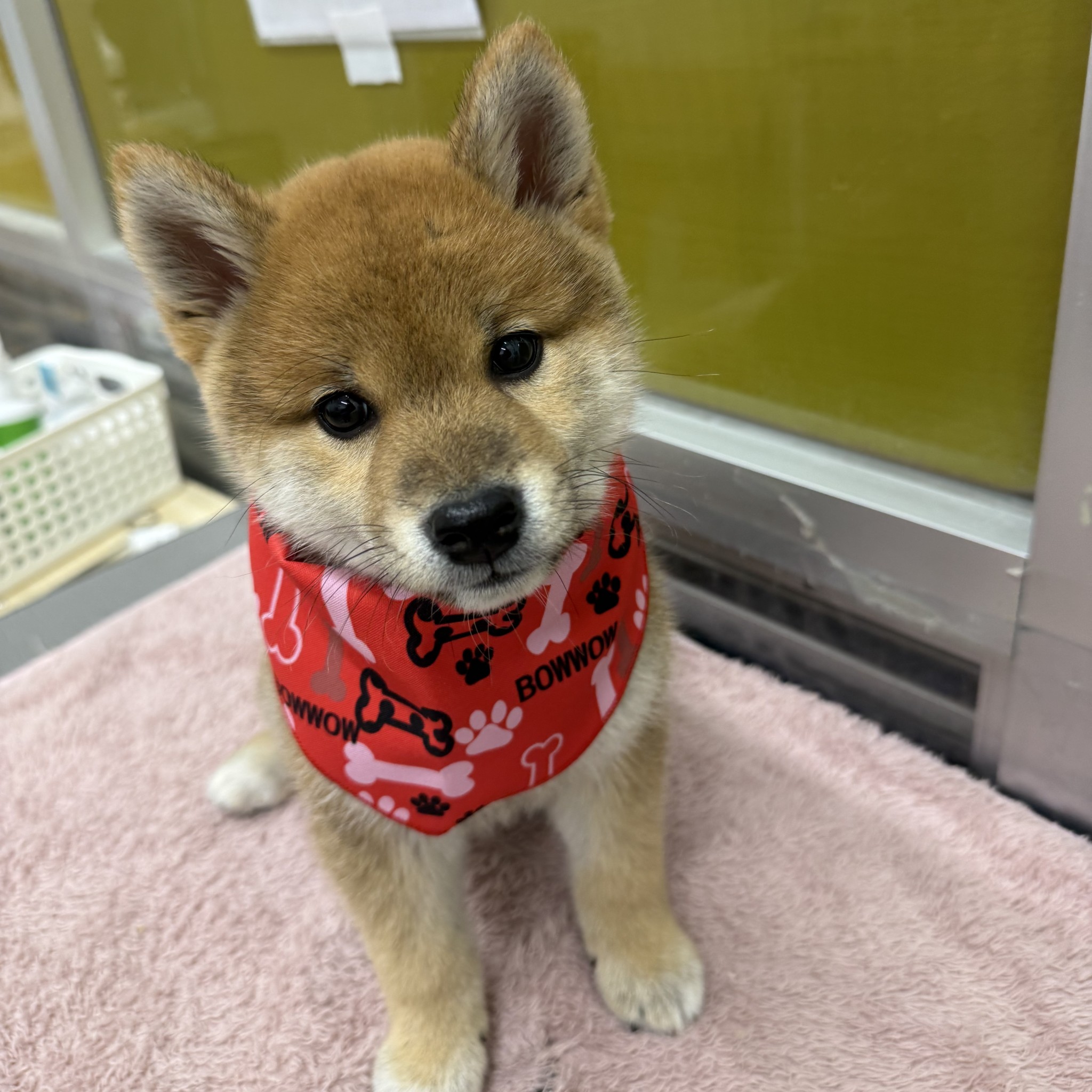 静岡県の柴犬(標準サイズ) (マルエスペット御殿場店/2026年2月19日生まれ/男の子/赤)の子犬の4枚目の画像