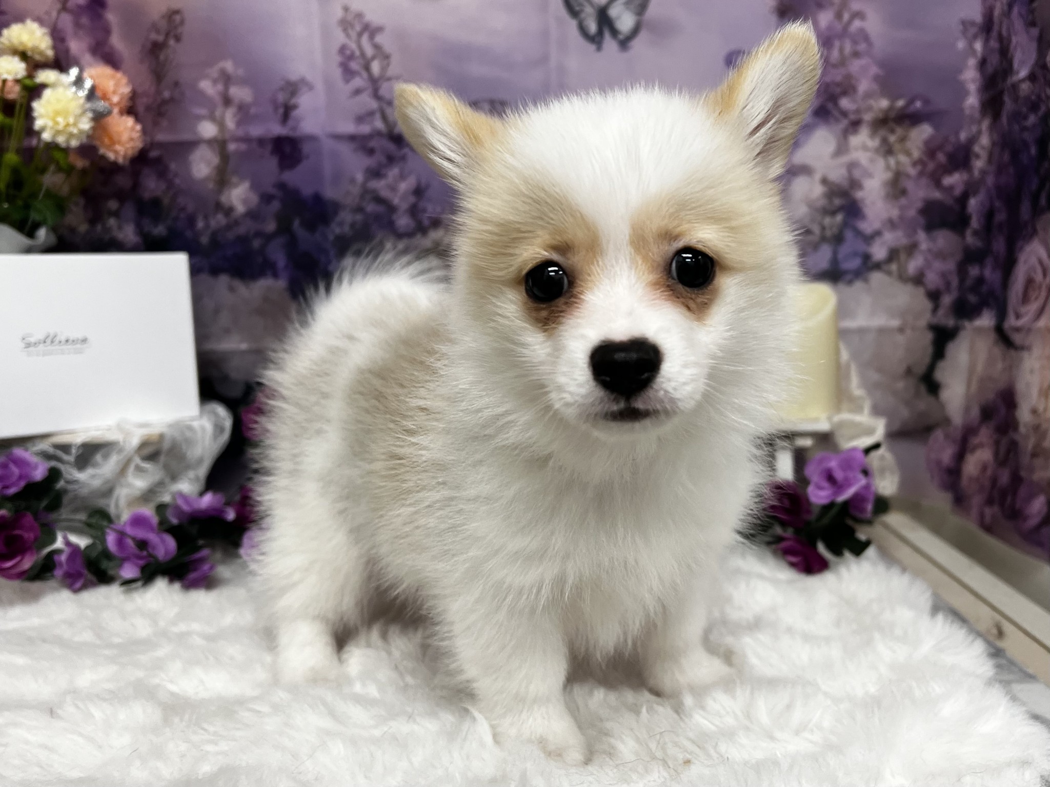 静岡県のハーフ犬・ミックス犬 (マルエスペットホームアシスト店/2026年3月7日生まれ/男の子/パーティーカラー)の子犬の3枚目の画像
