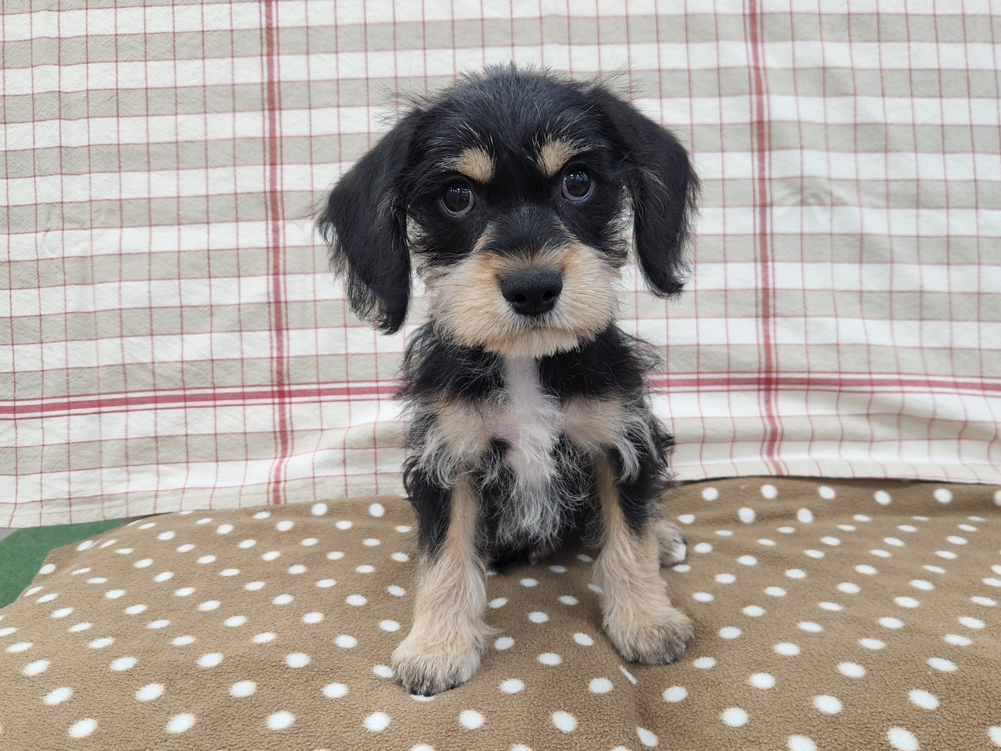 2026年4月1日生まれのハーフ犬・ミックス犬