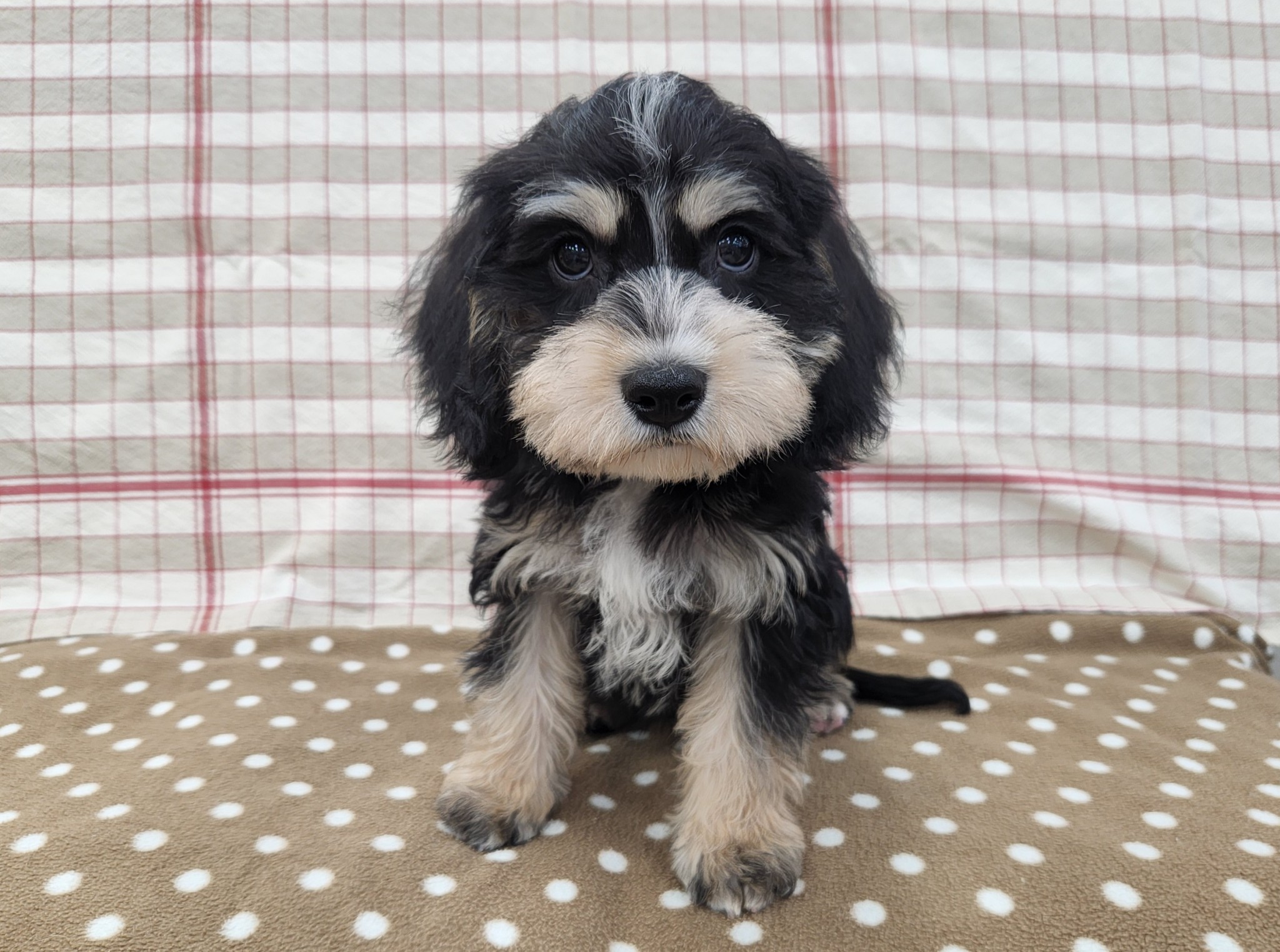 2026年4月1日生まれのハーフ犬・ミックス犬