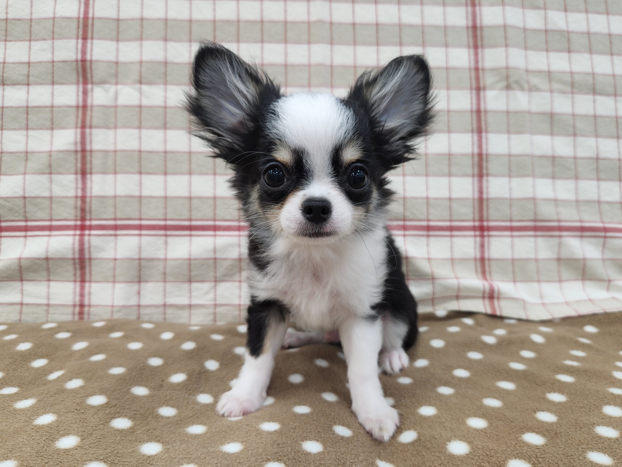 奈良県のチワワ(ロング) (マルエスペット いかるが店/2026年3月5日生まれ/男の子/トライカラー)の子犬の4枚目の画像