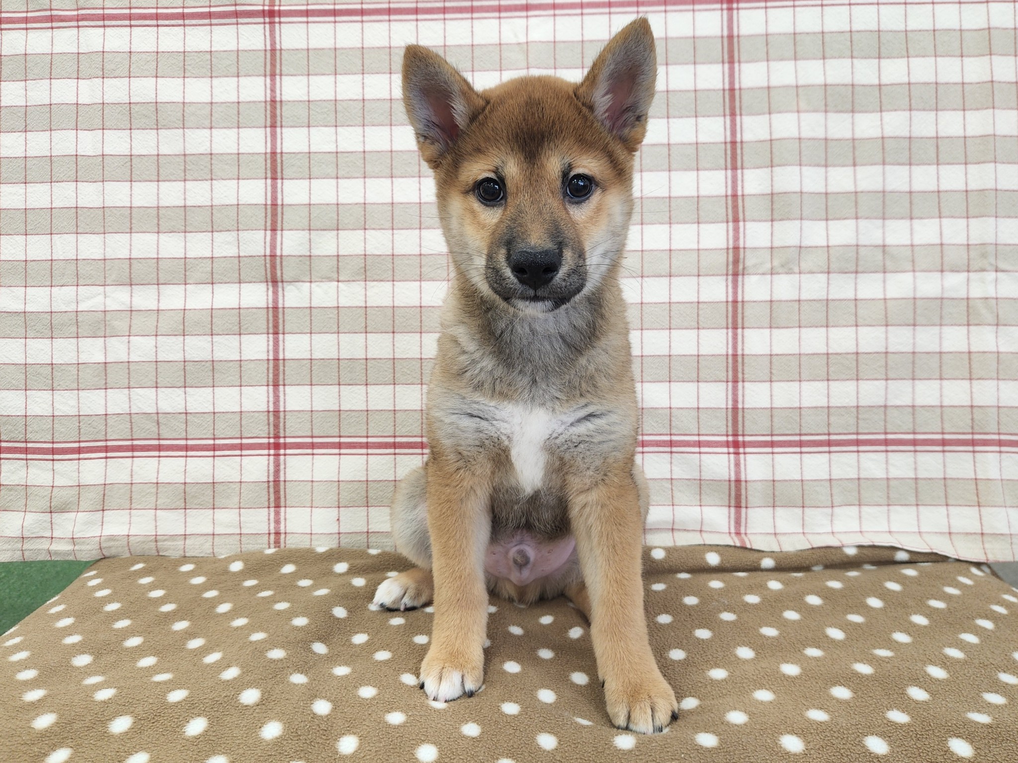 奈良県の柴犬(標準サイズ) (マルエスペット いかるが店/2026年3月15日生まれ/男の子/赤)の子犬の4枚目の画像